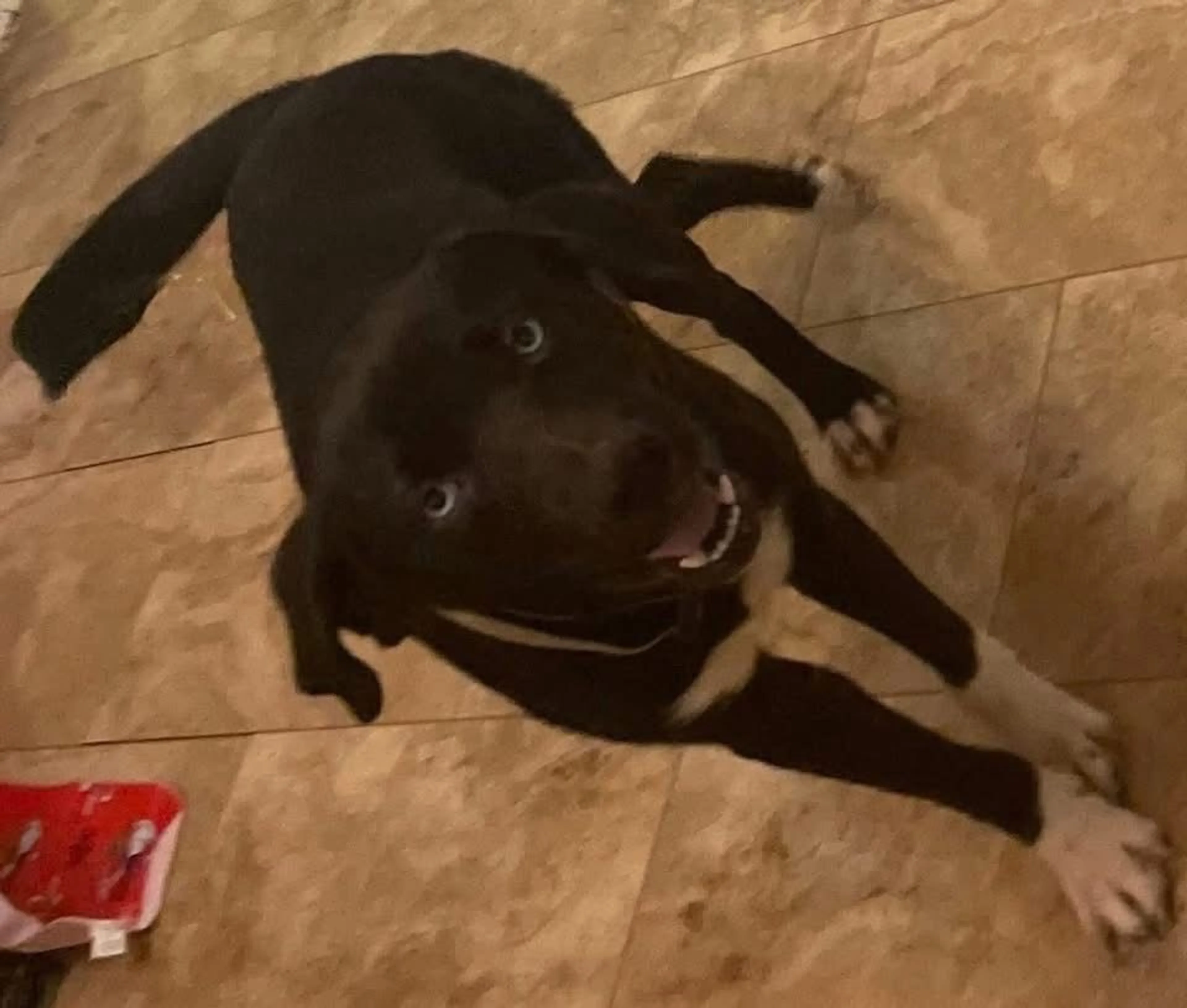 Lost pet-0