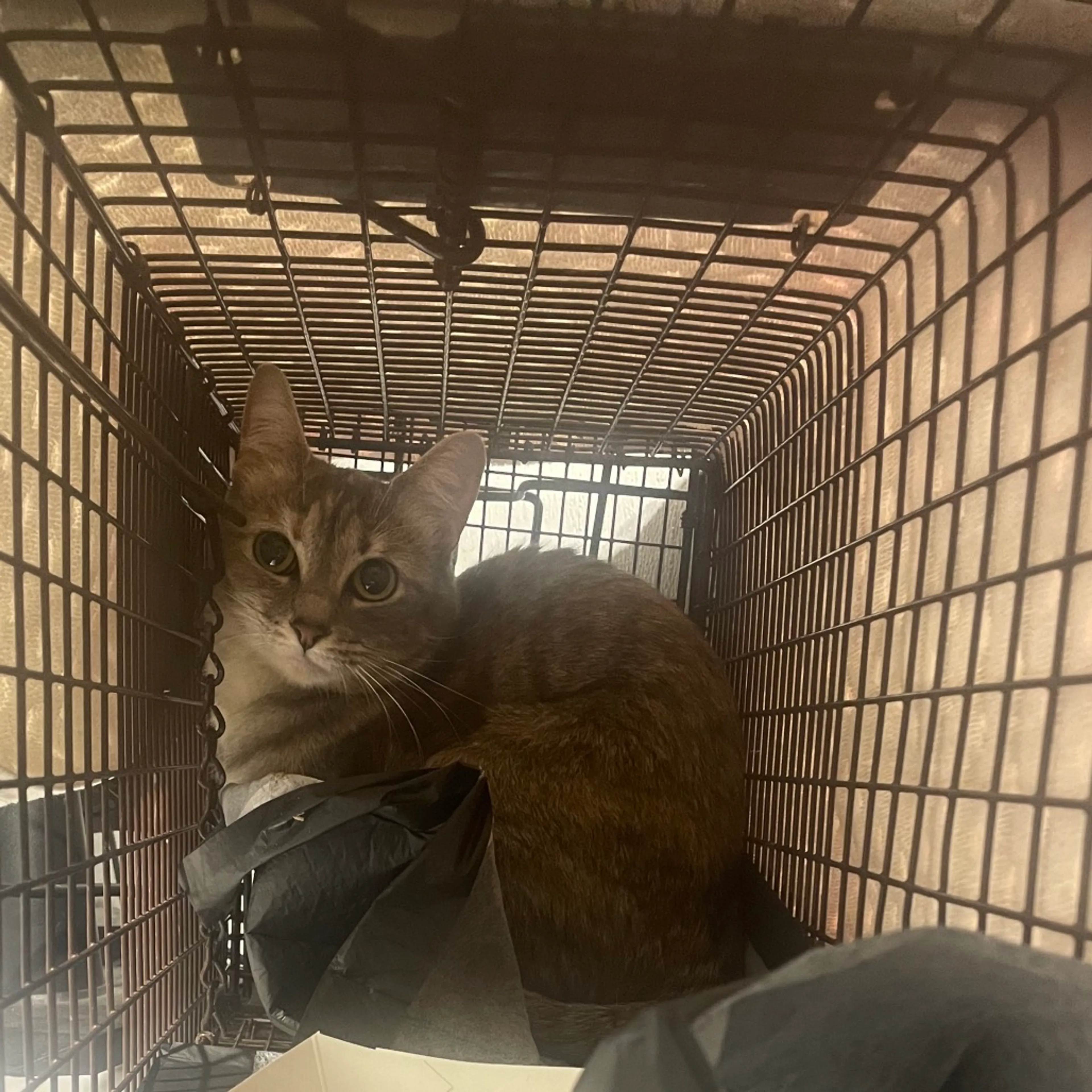 Found pet
