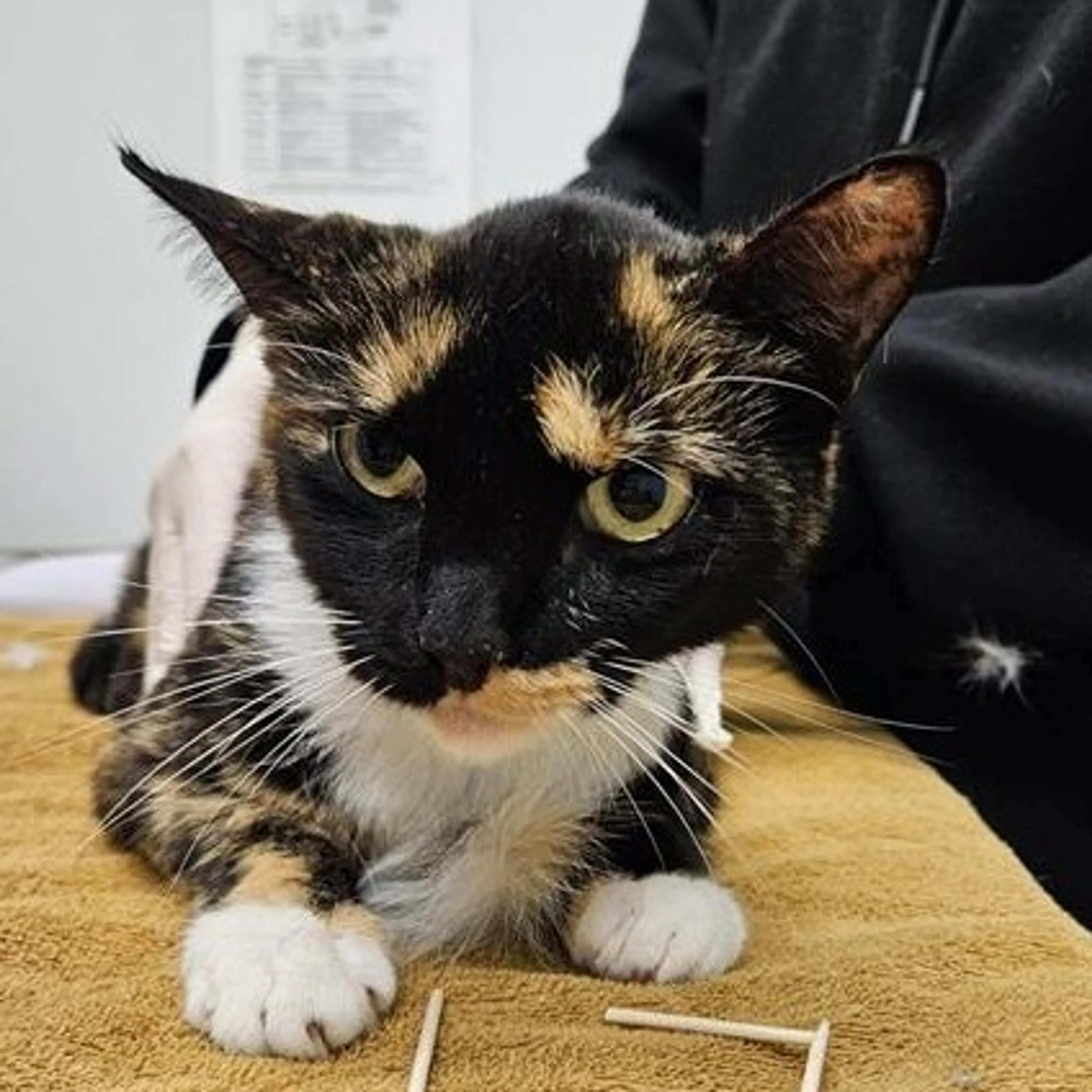 Found pet