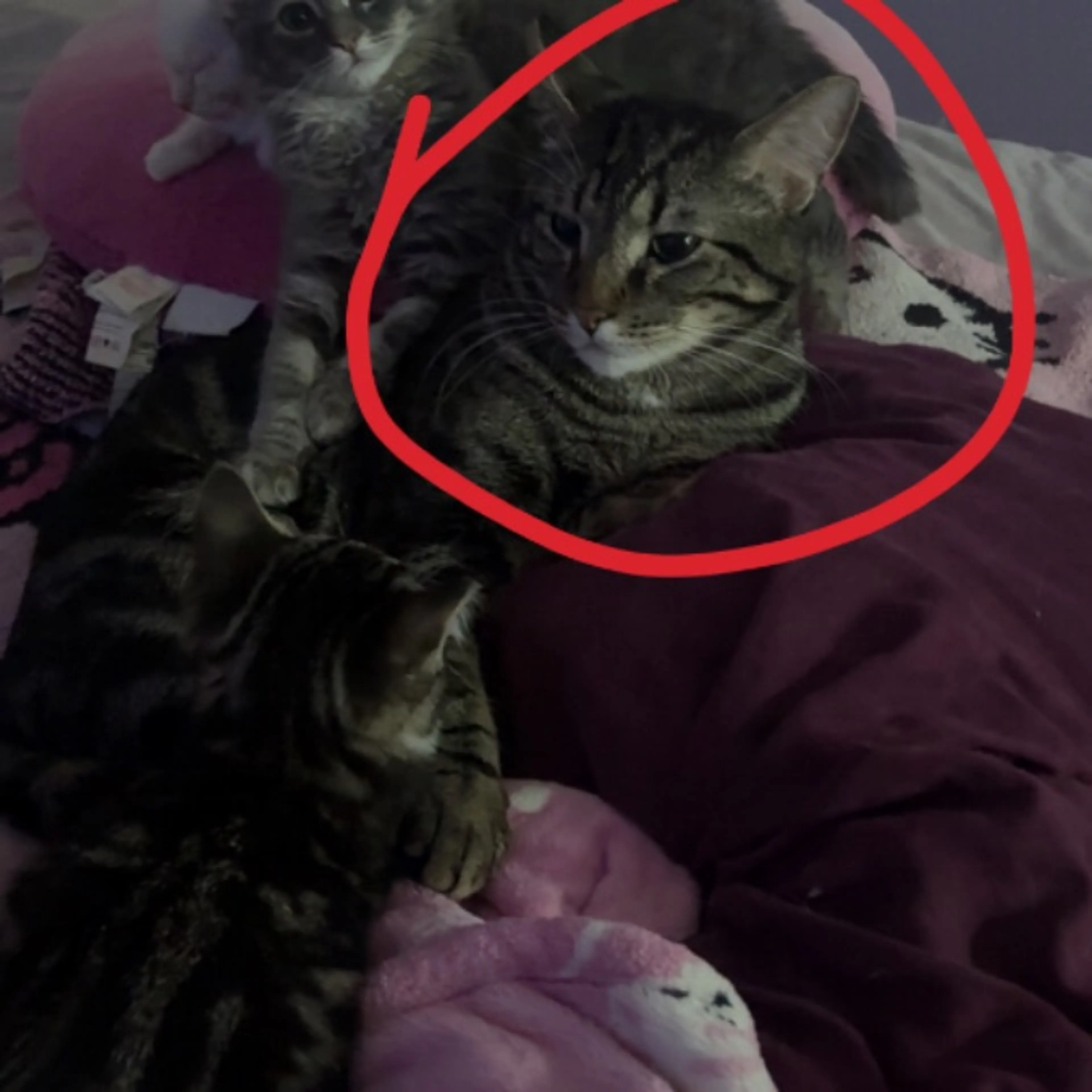 Lost pet