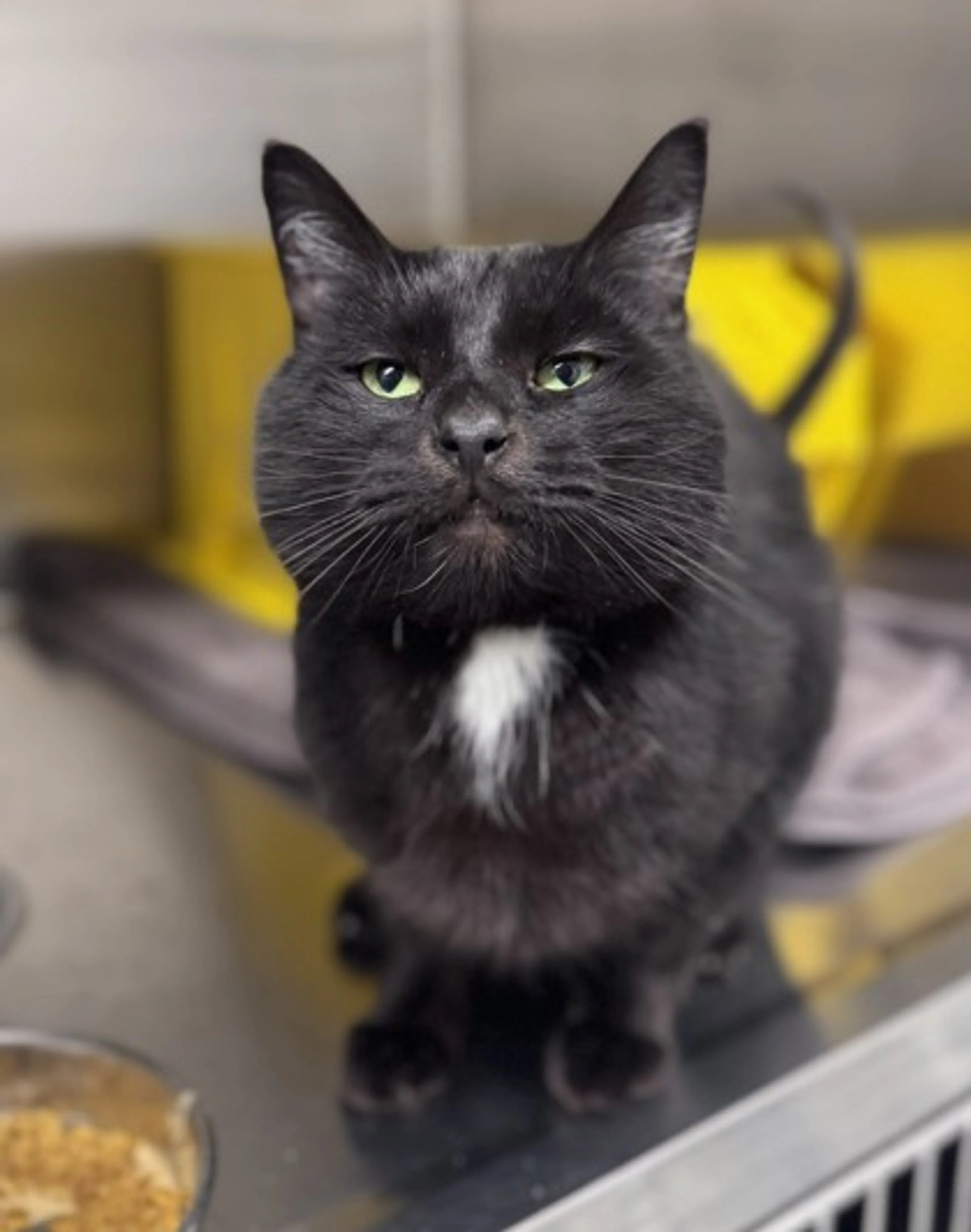 Found pet