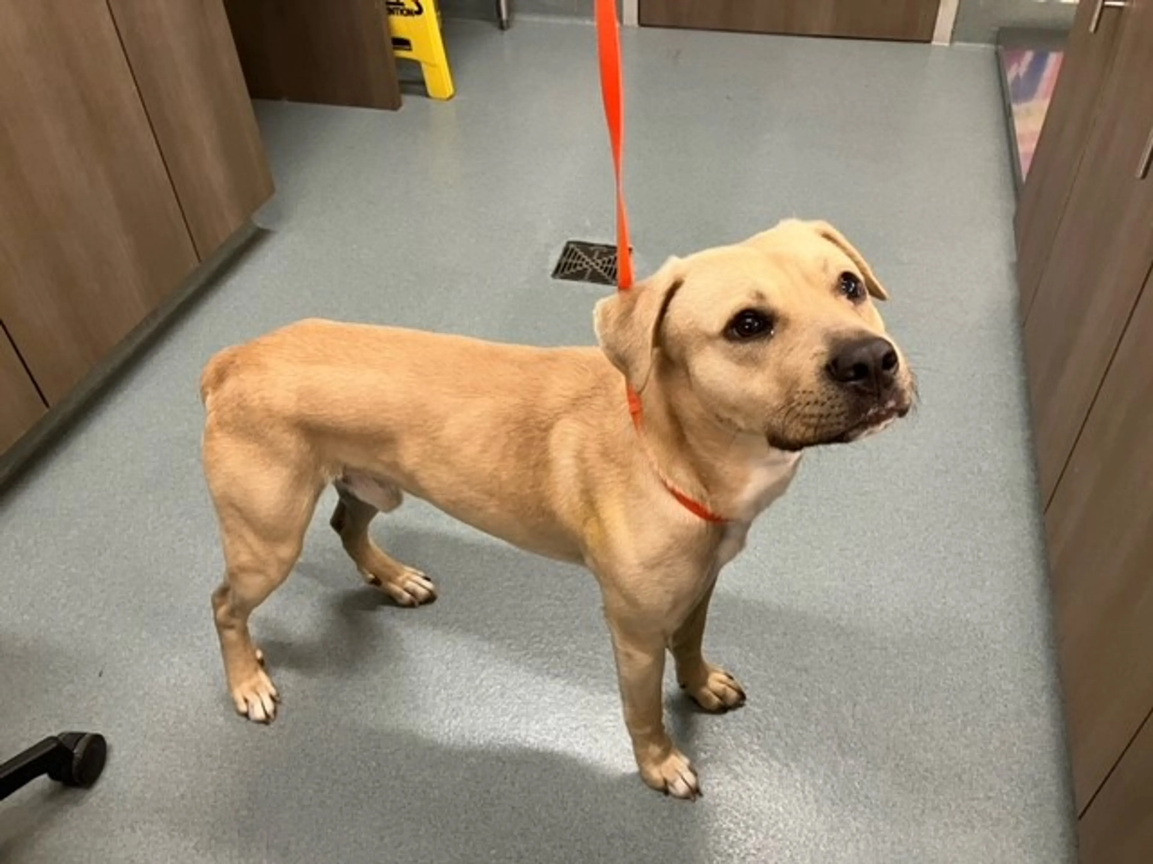 Found pet