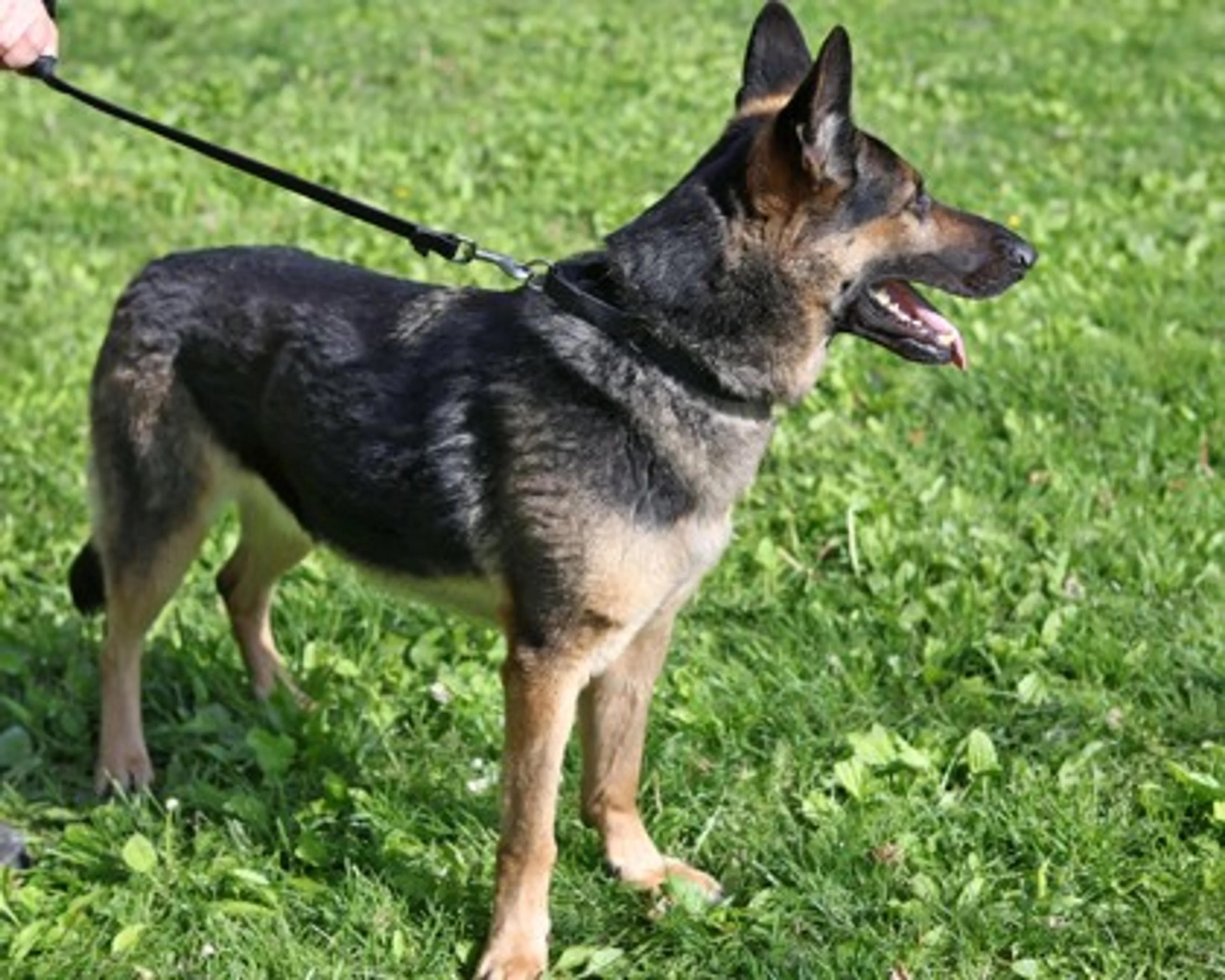 Found pet-1