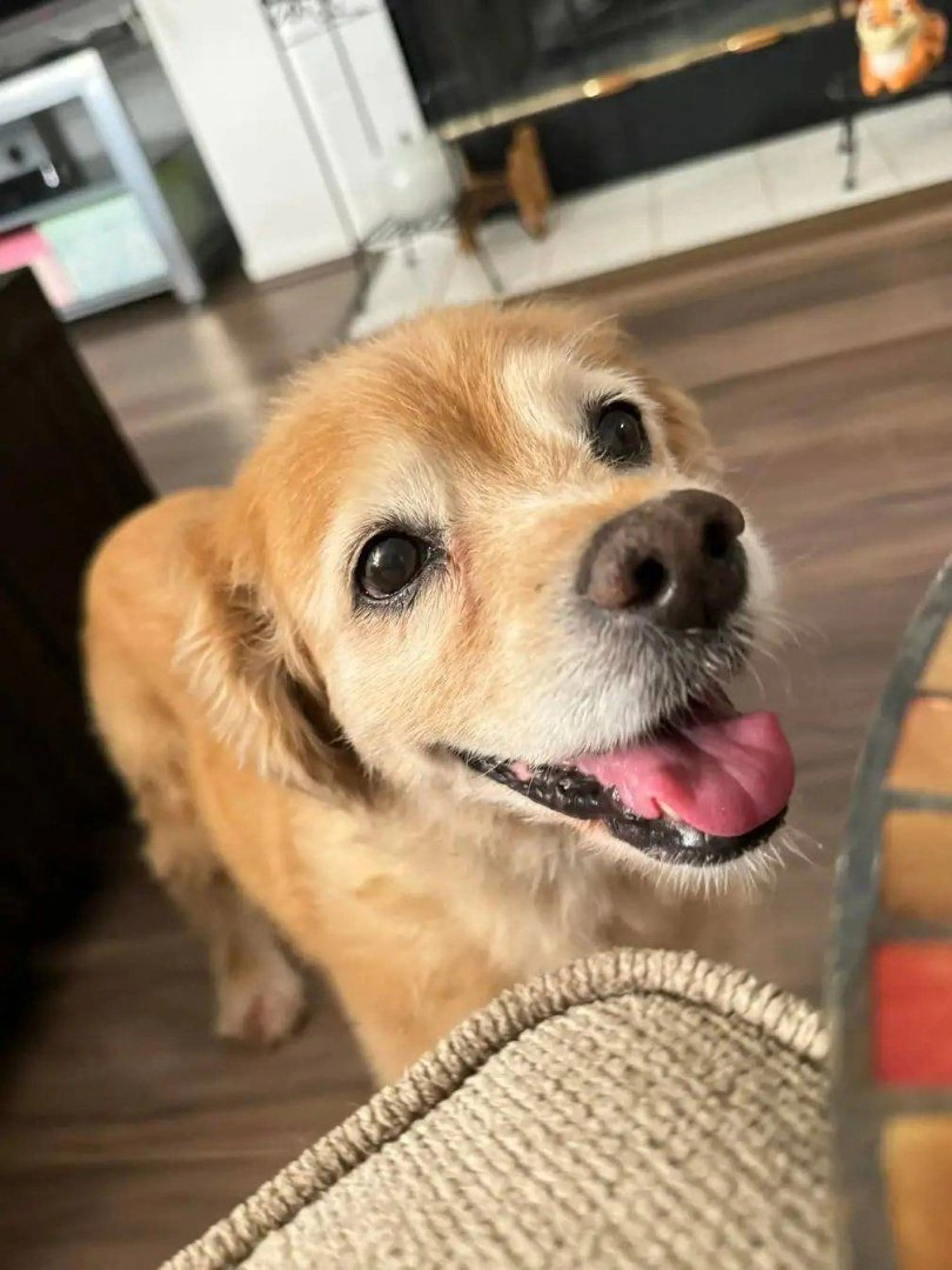 Lost pet-0