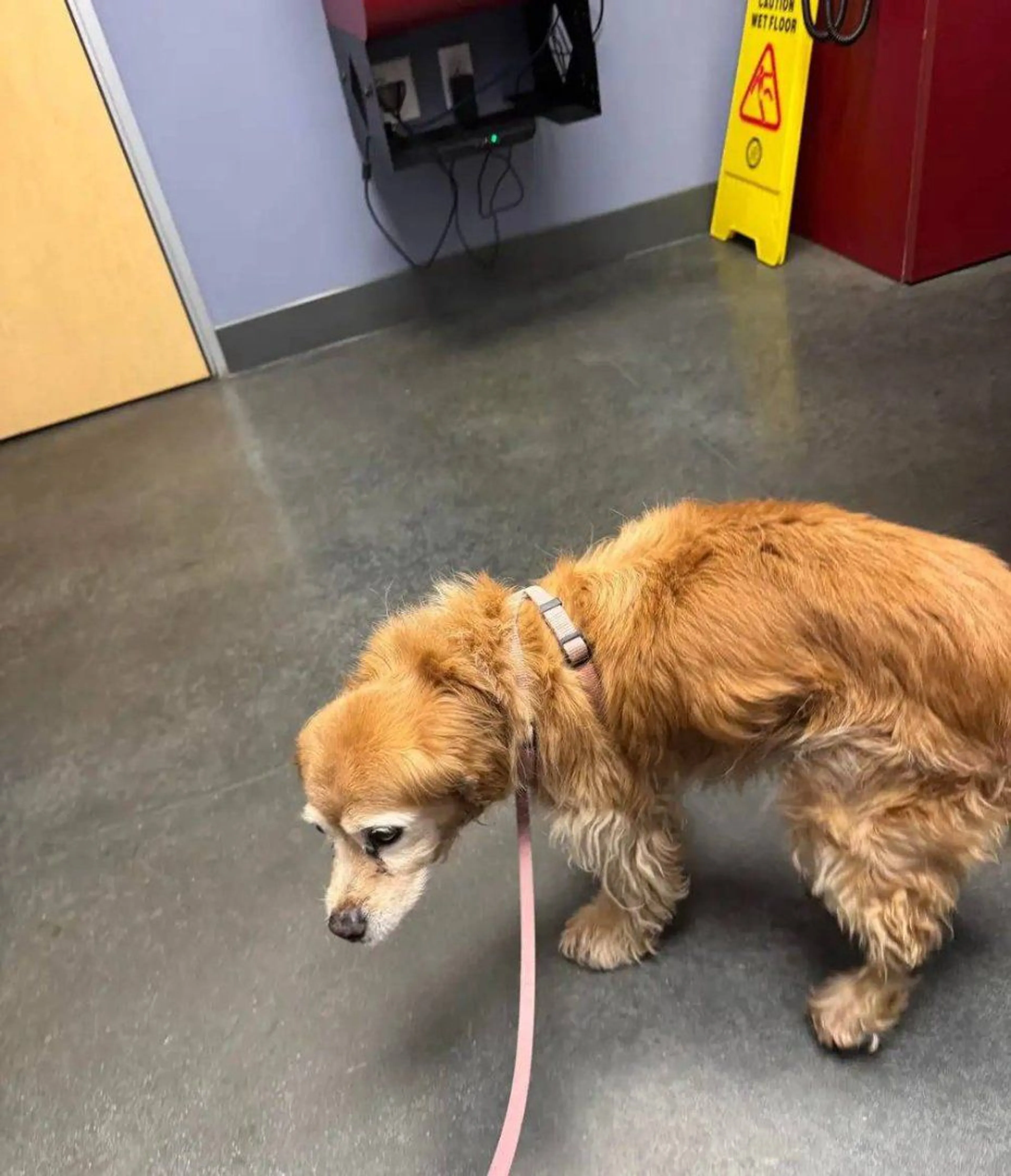 Lost pet-1