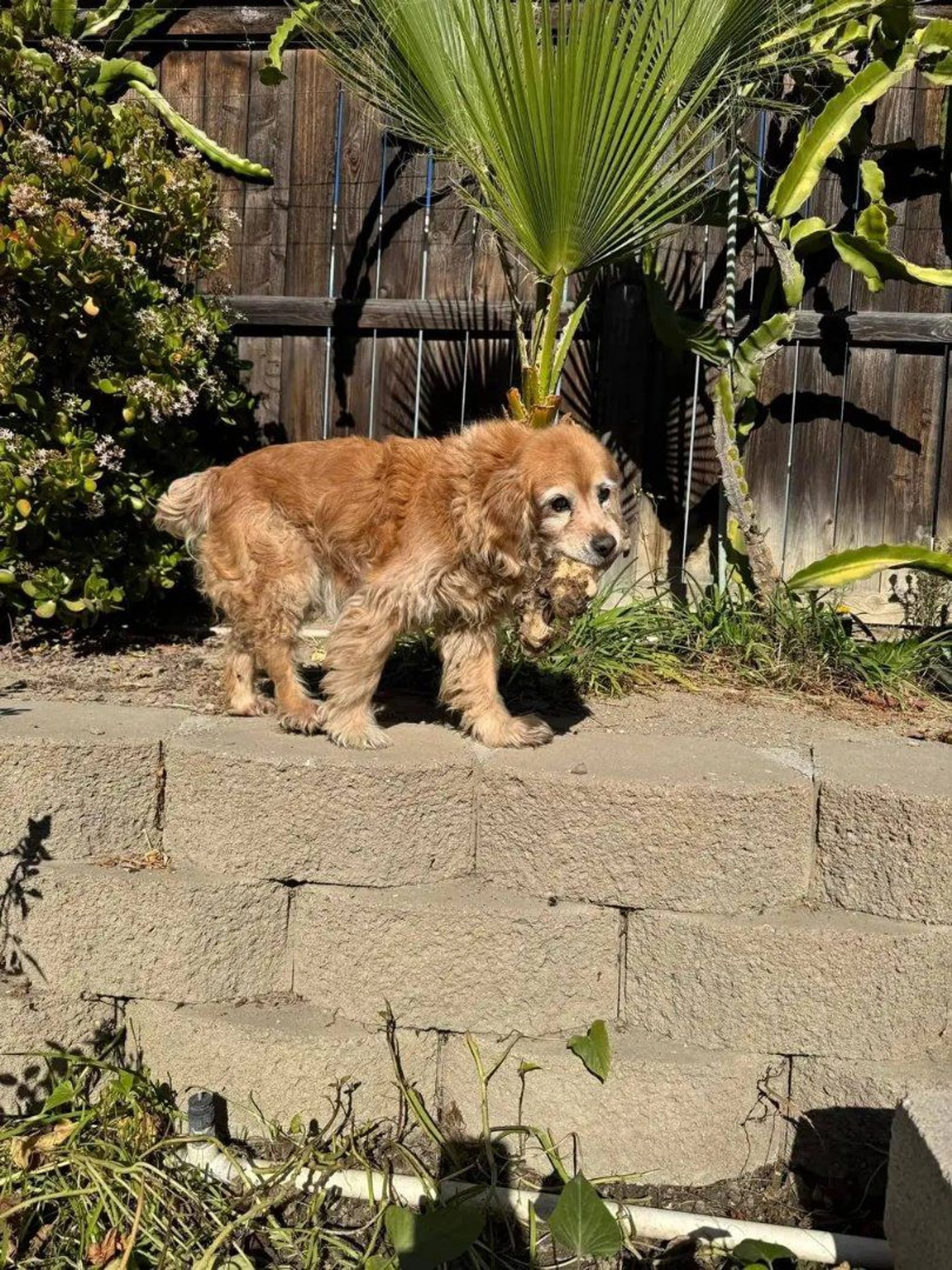 Lost pet-2