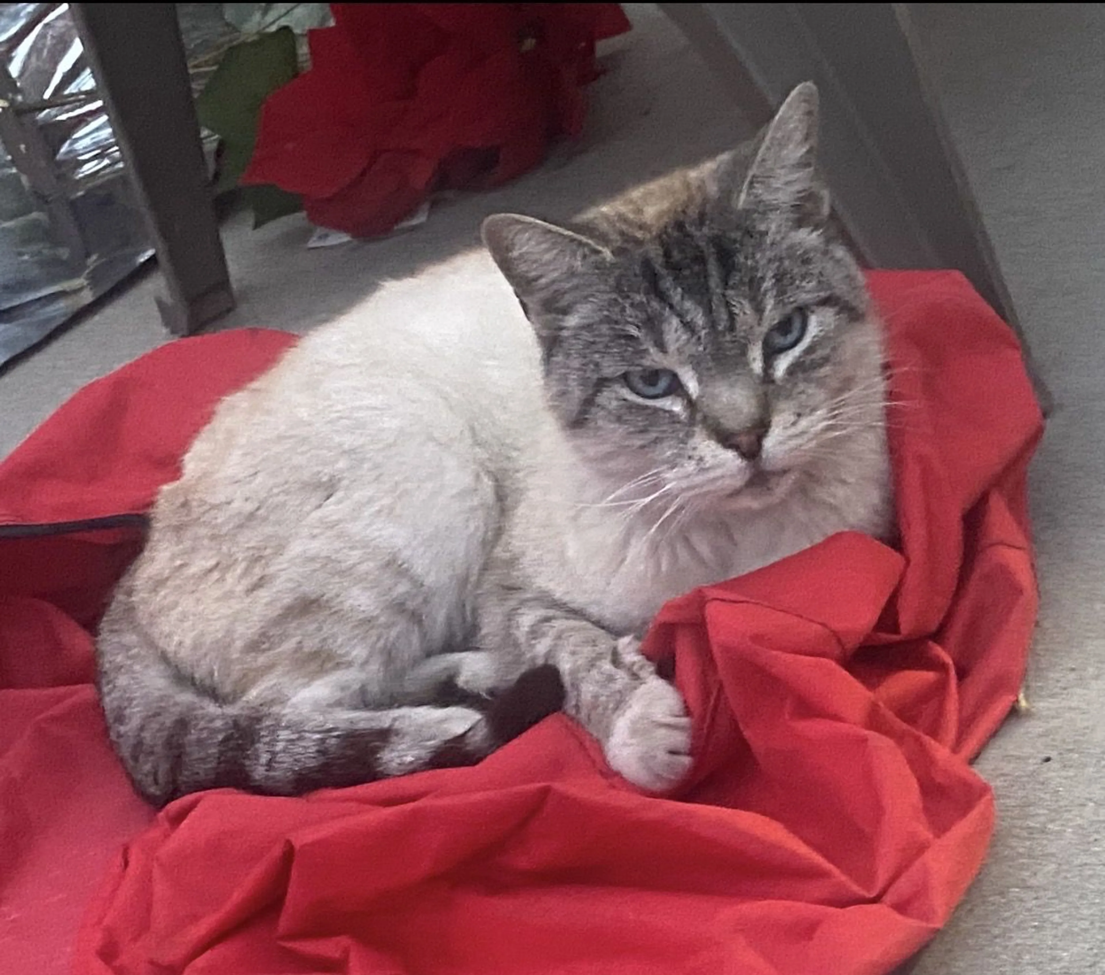Lost pet-1