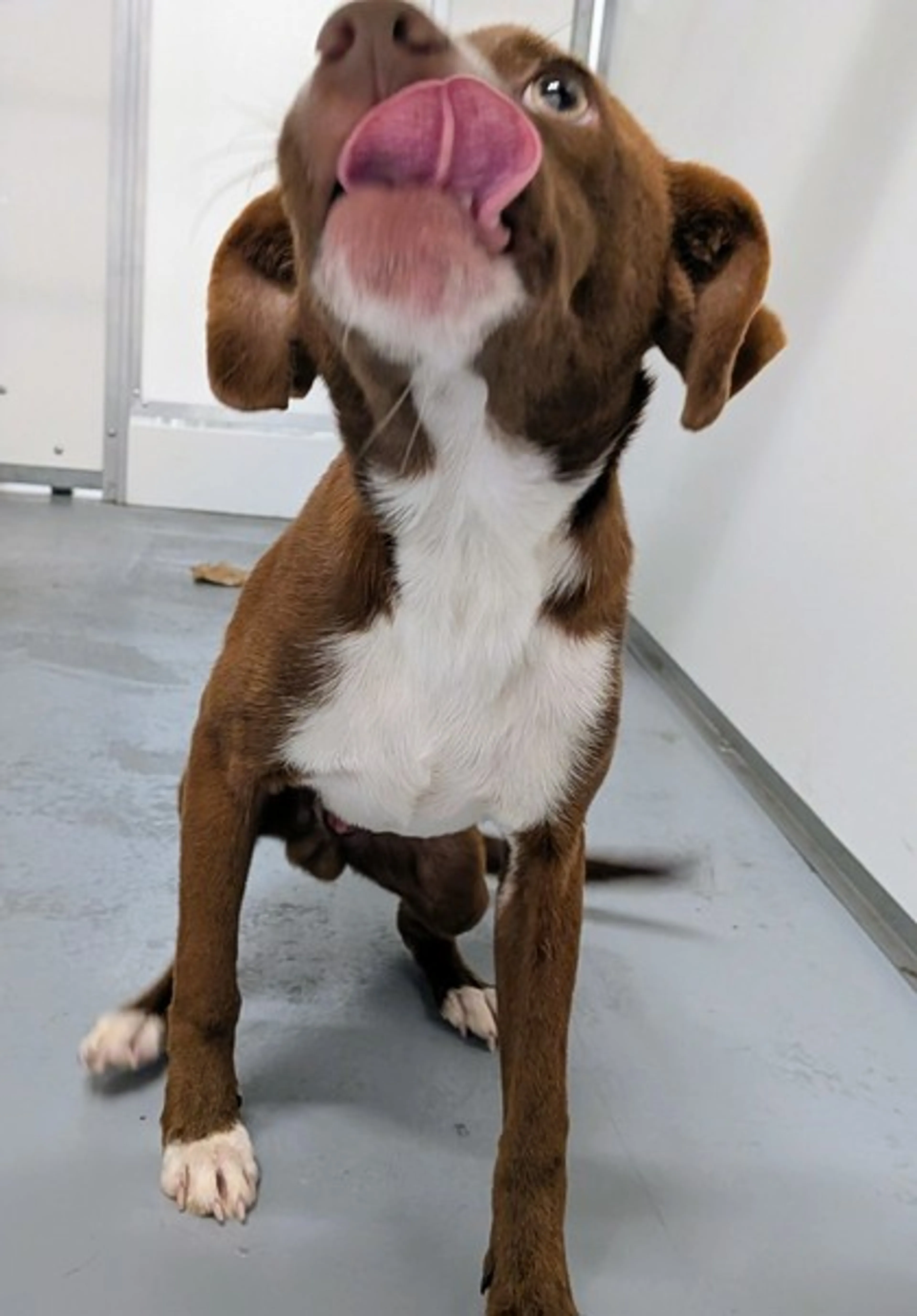 Found pet-1