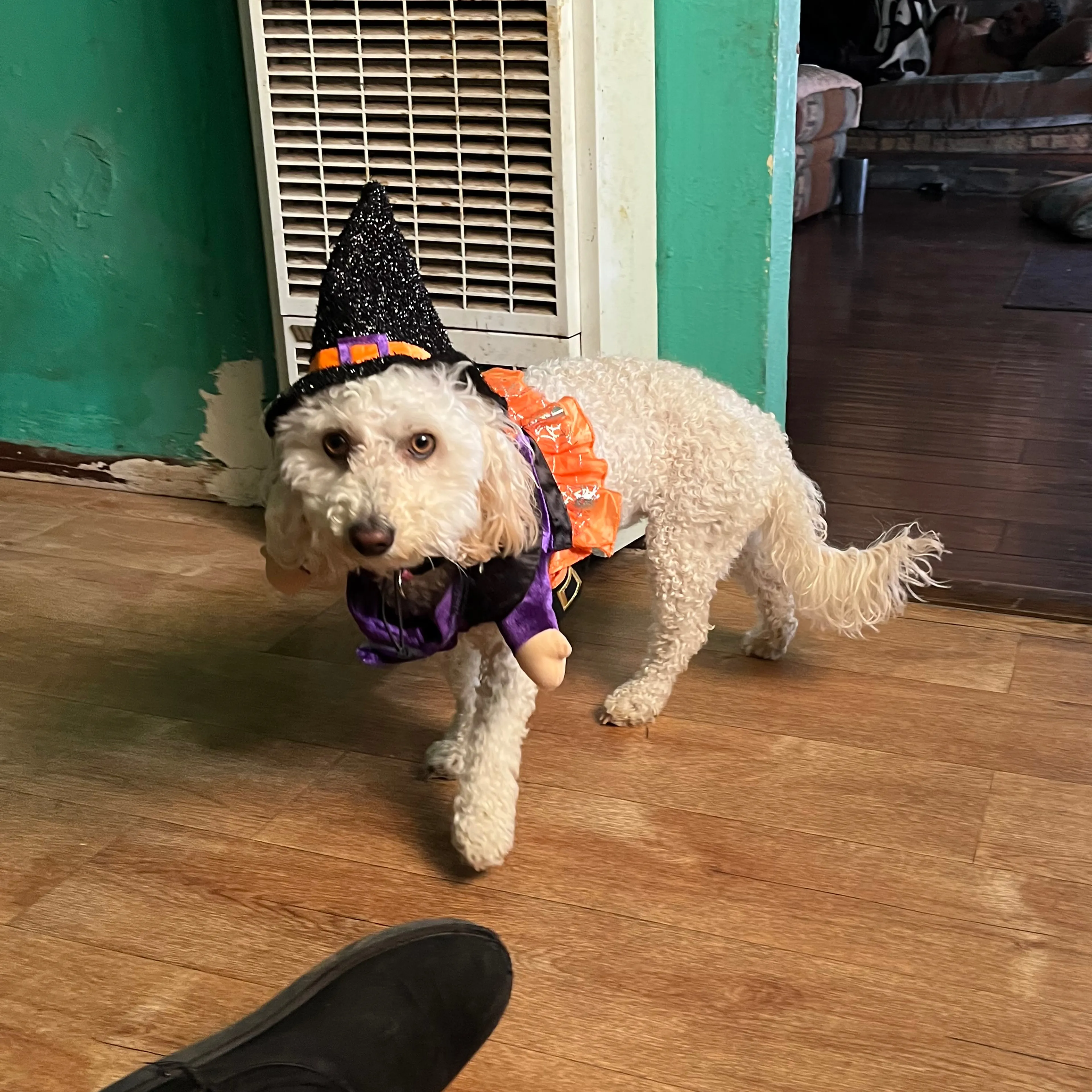 Lost pet-1