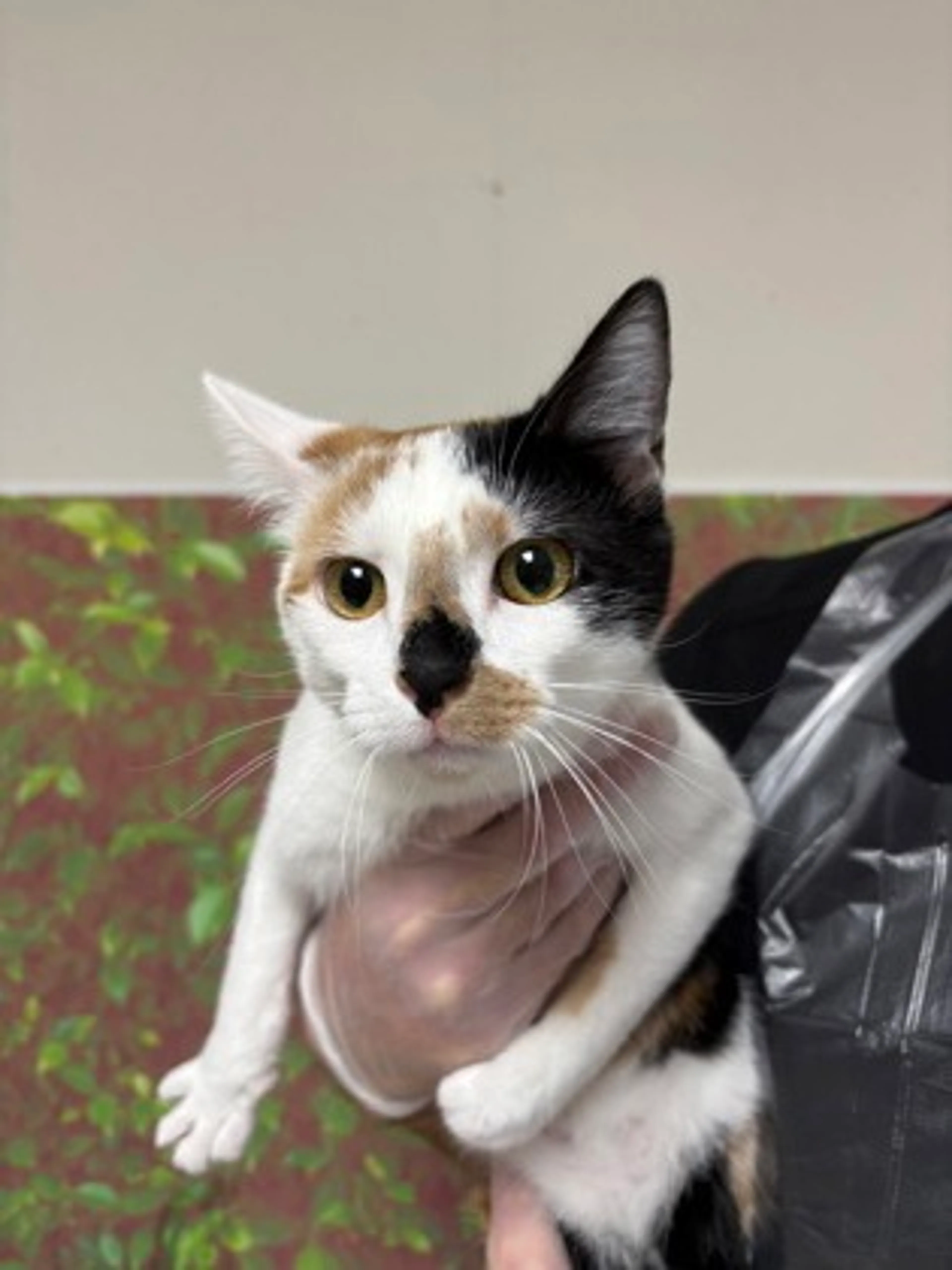 Found pet