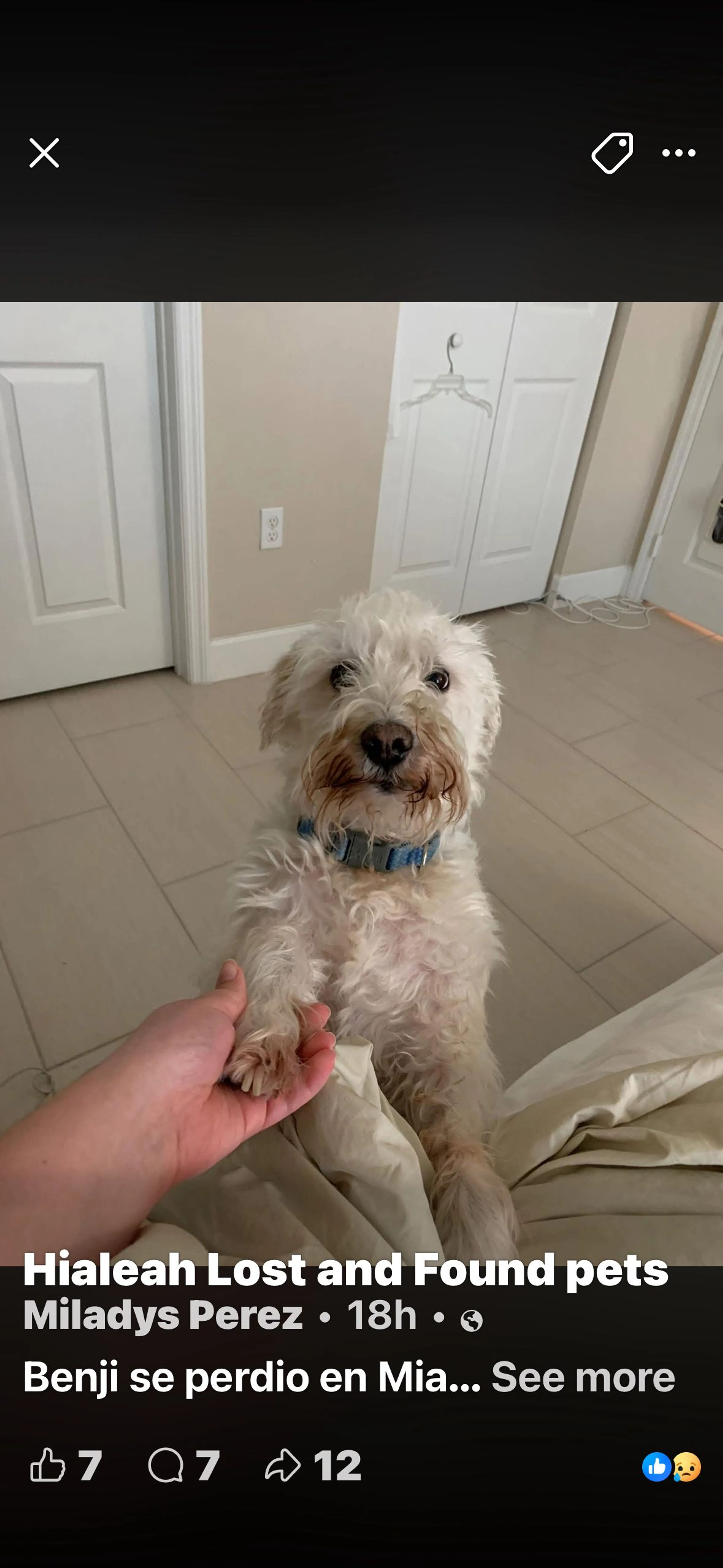Lost pet-0
