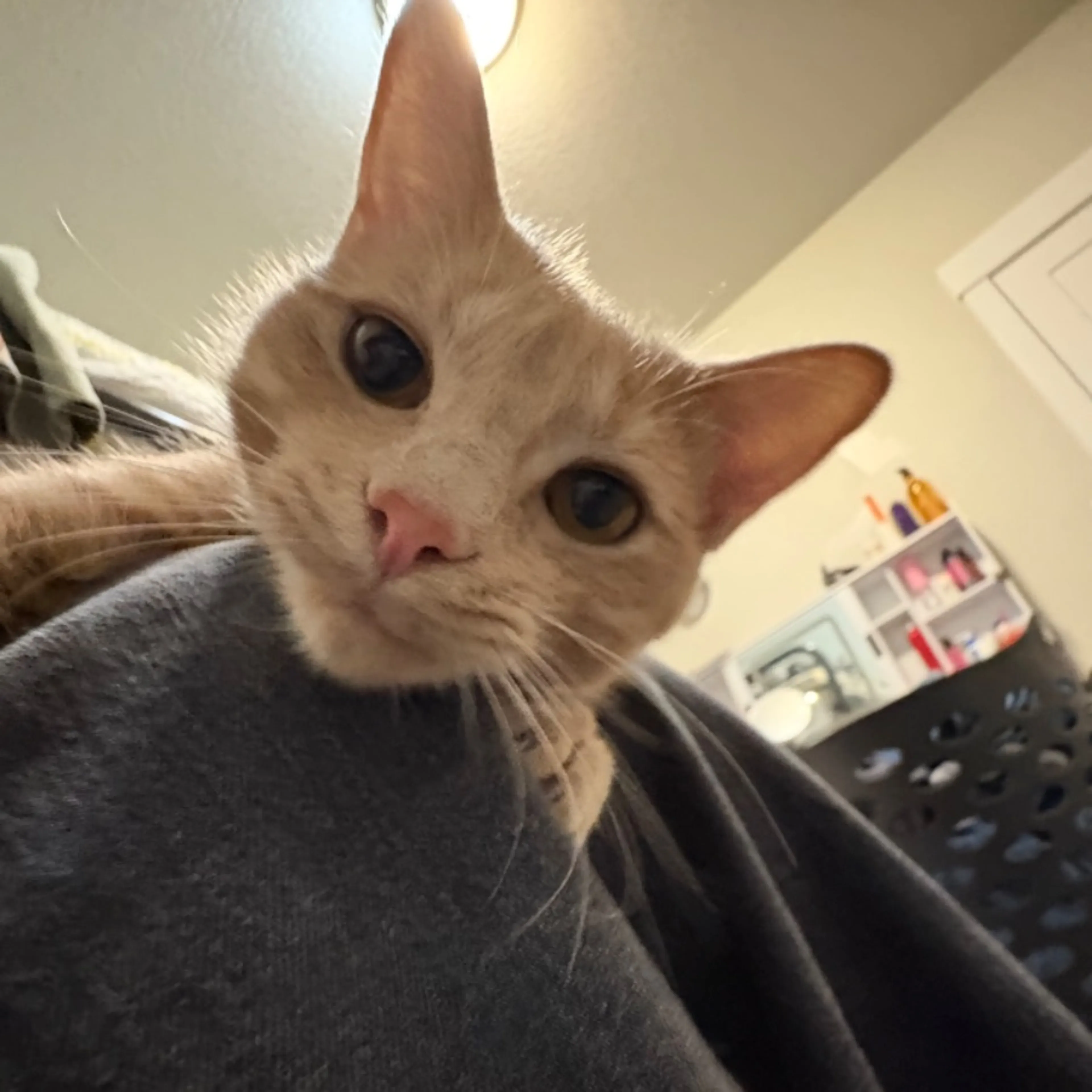 Lost pet-0