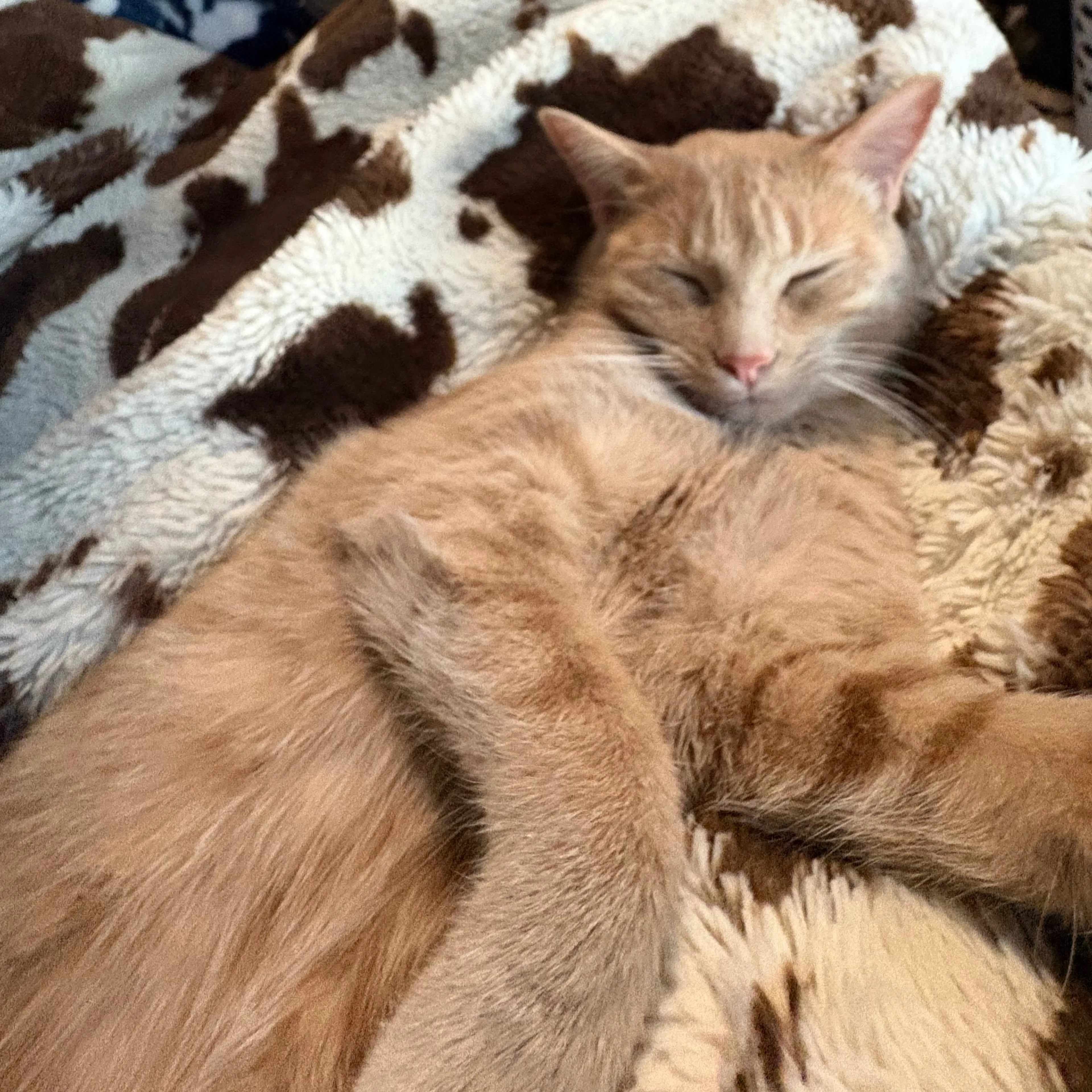 Lost pet-2