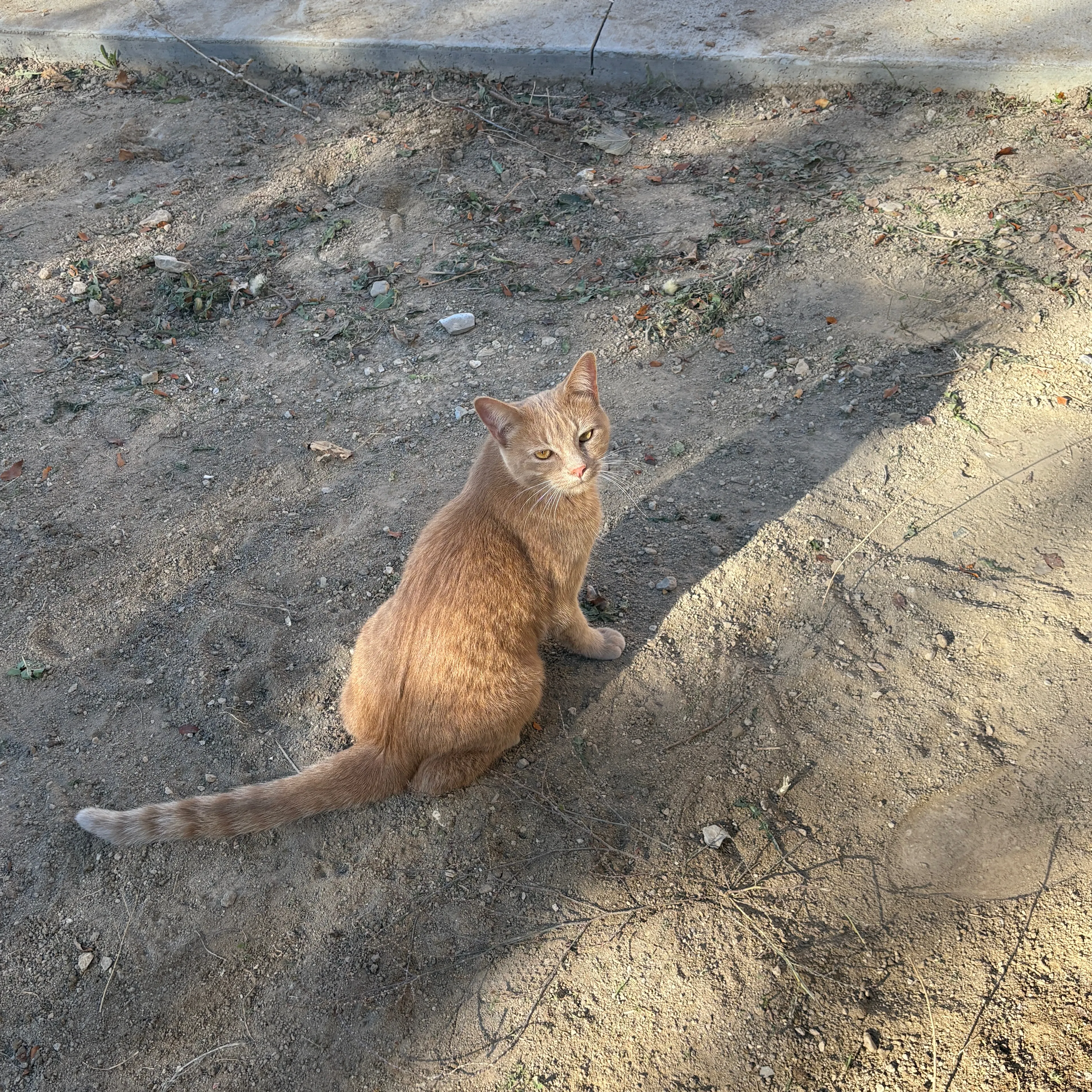 Lost pet-1