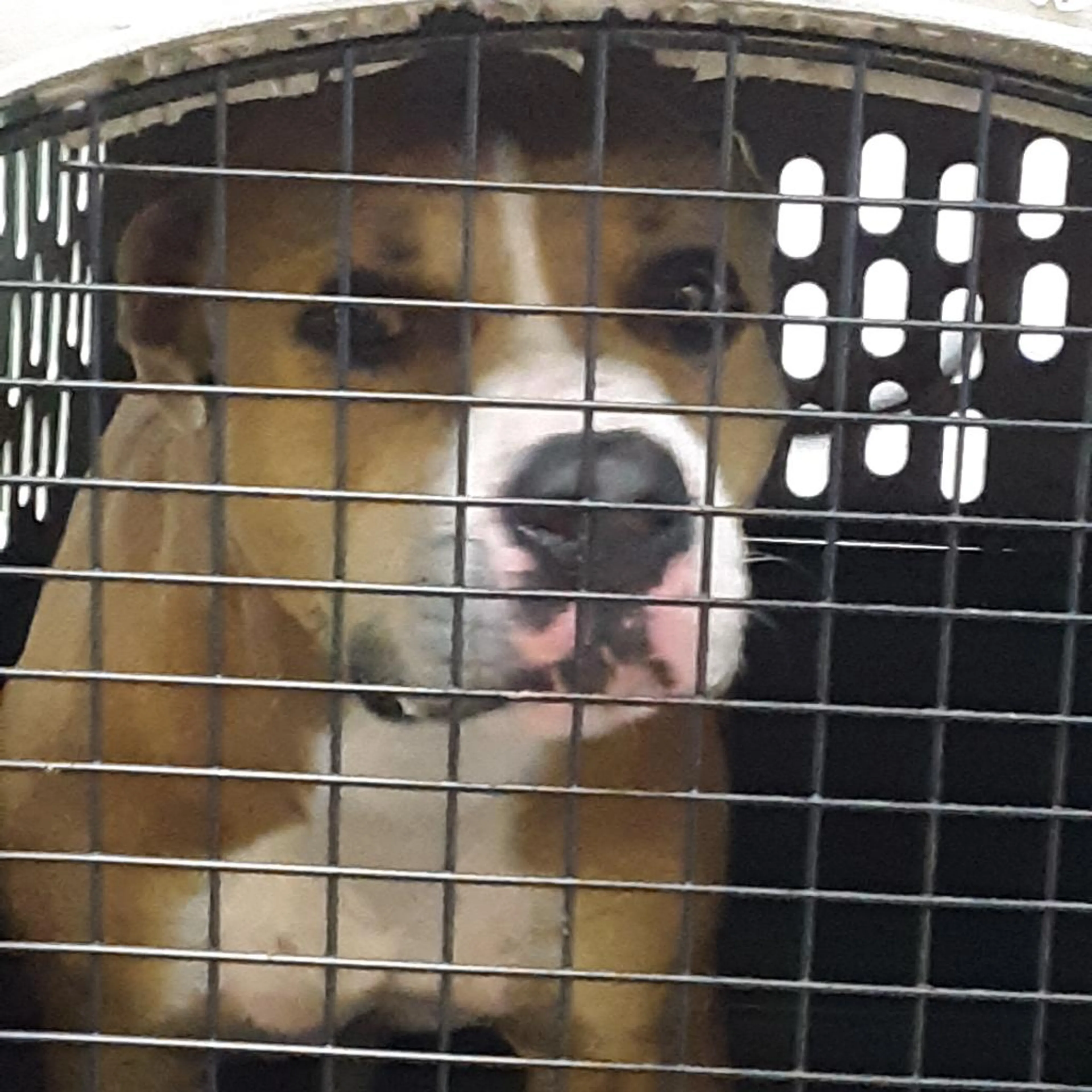 Found pet-1