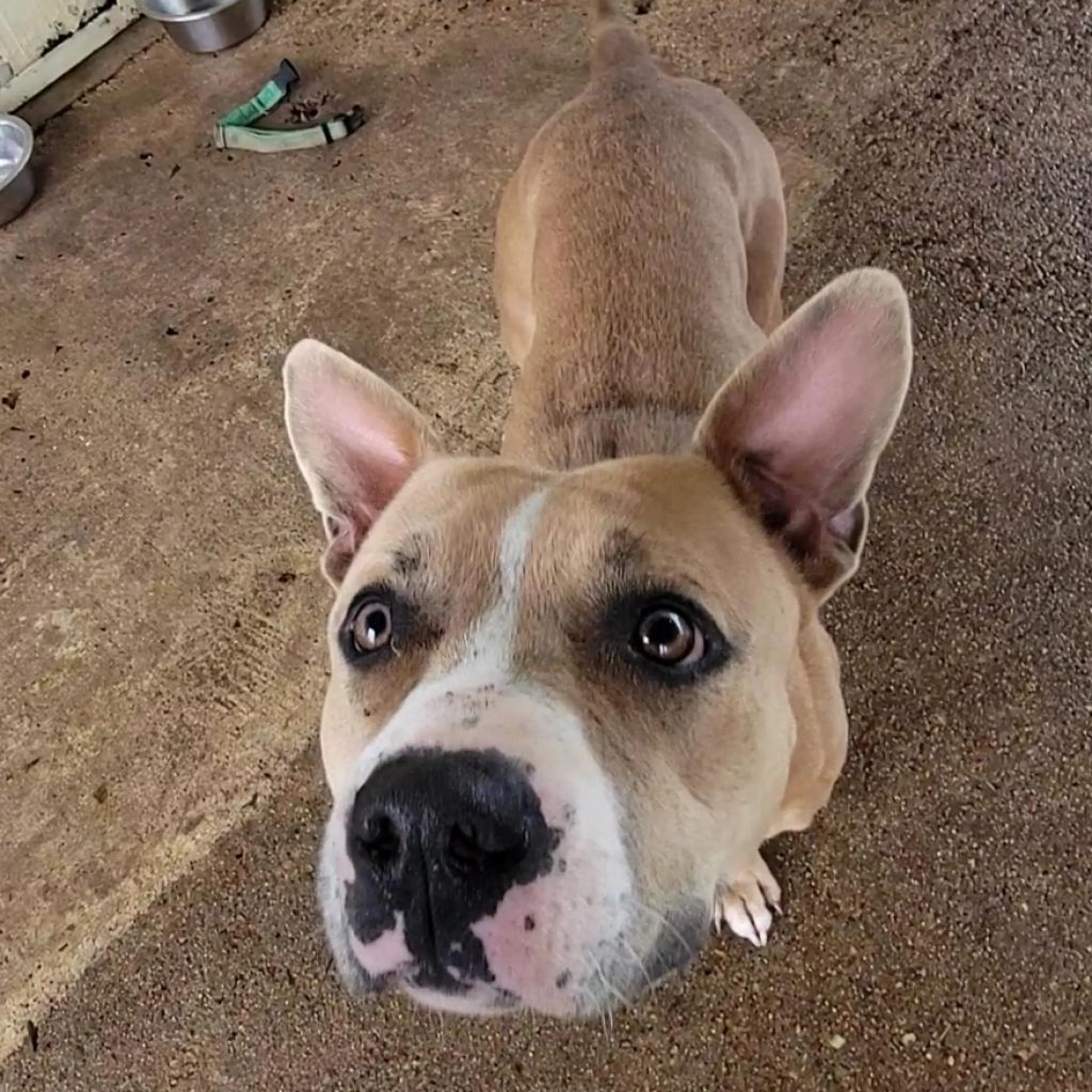 Found pet-0