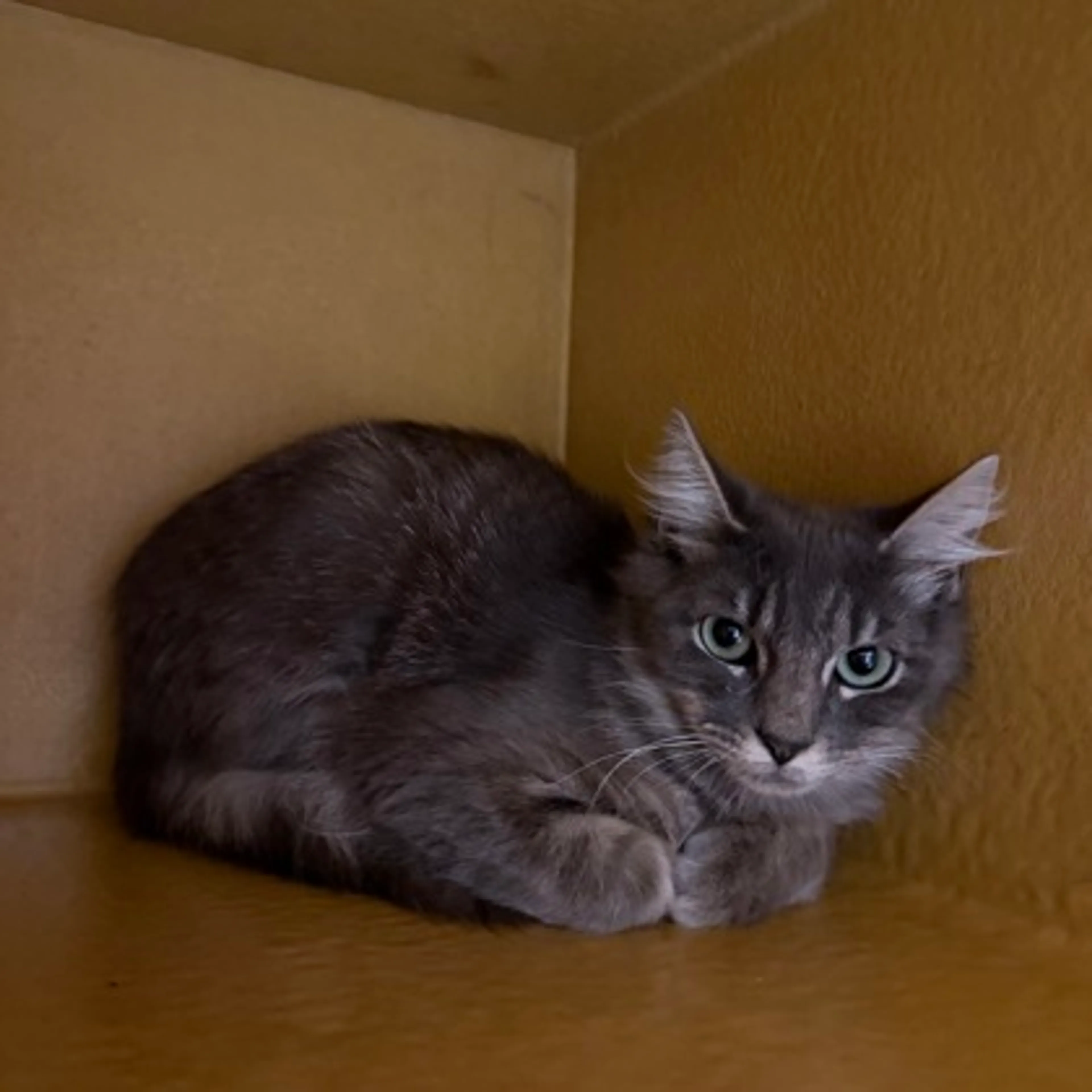 Found pet-1