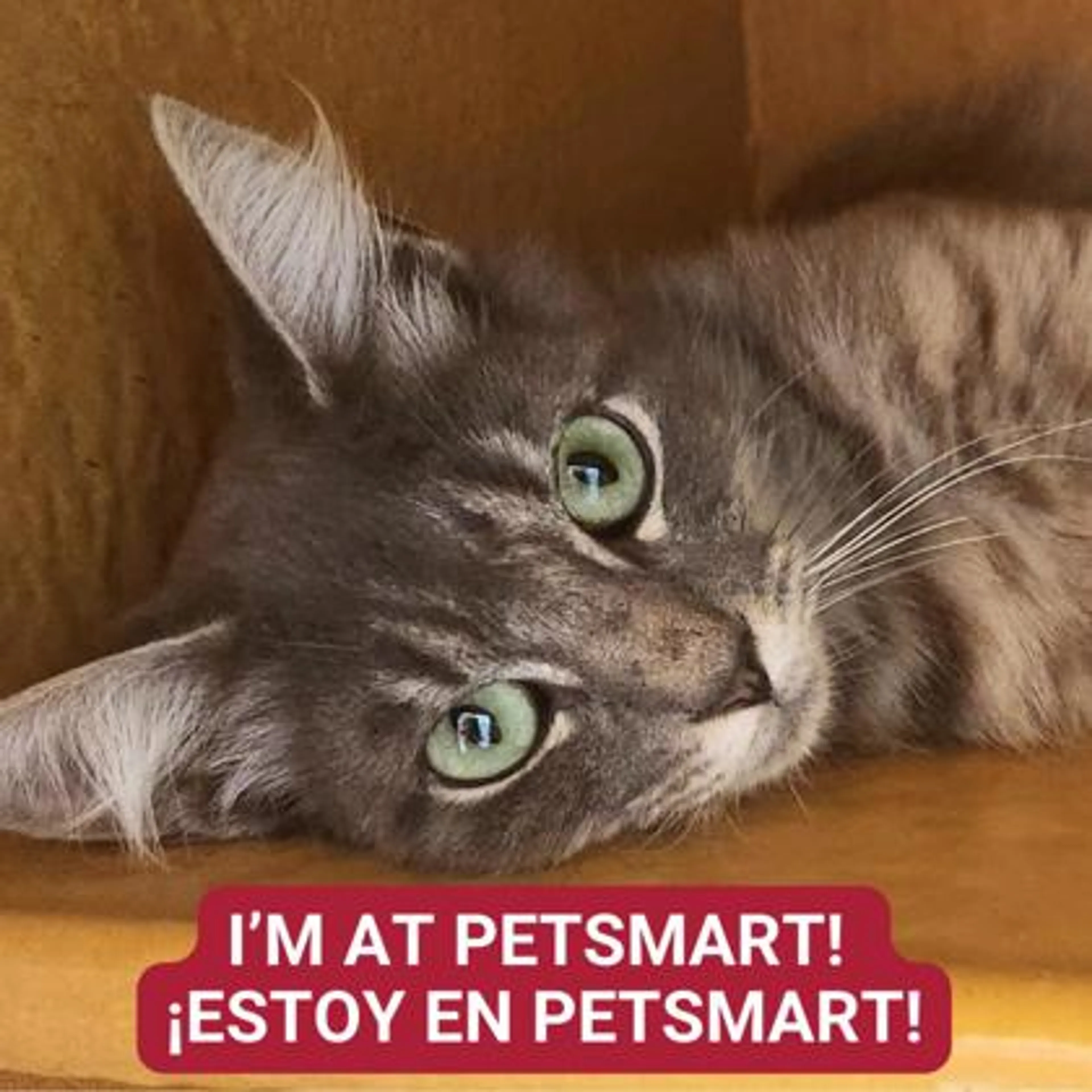 Found pet-0