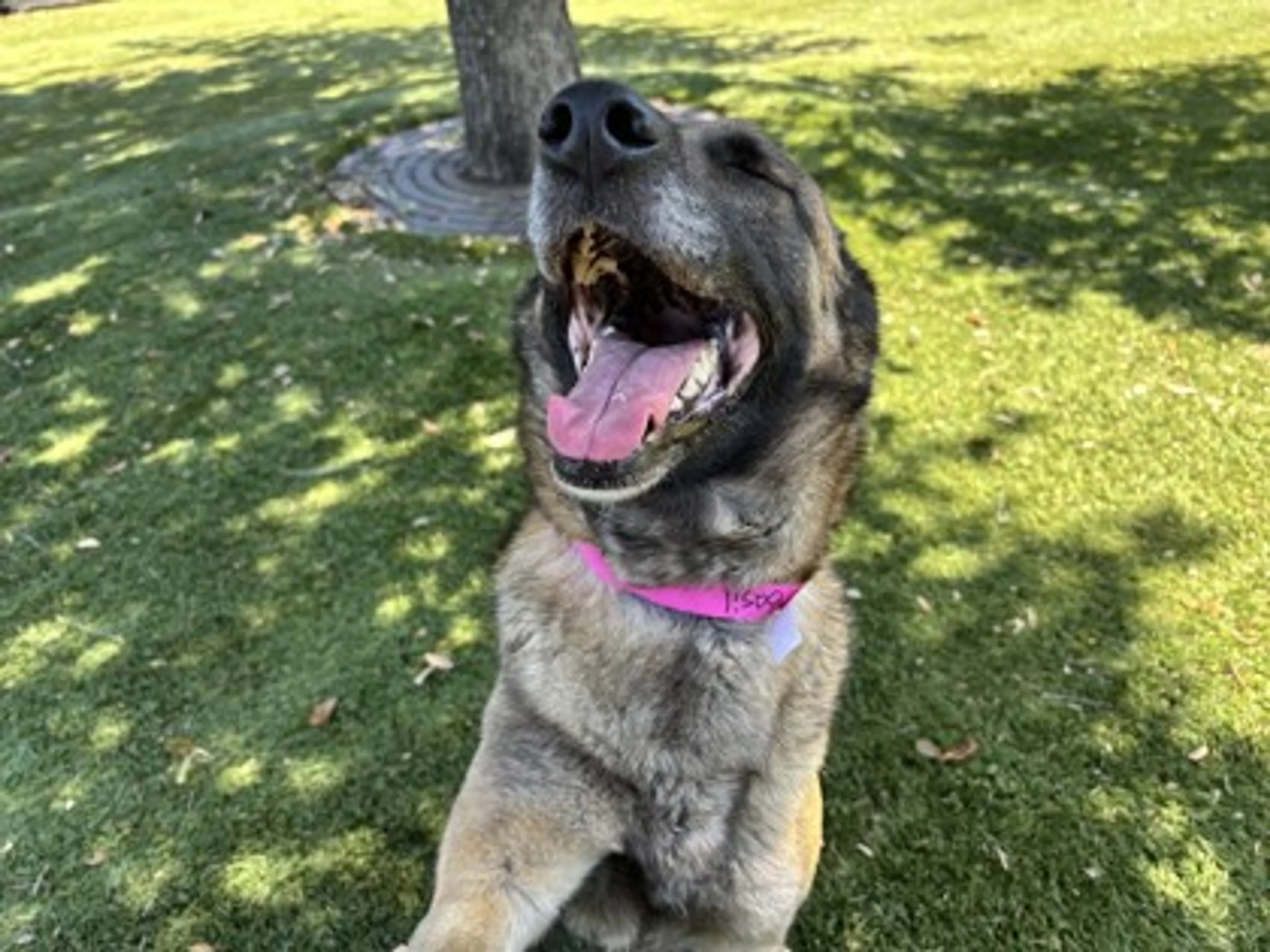 Found pet-1