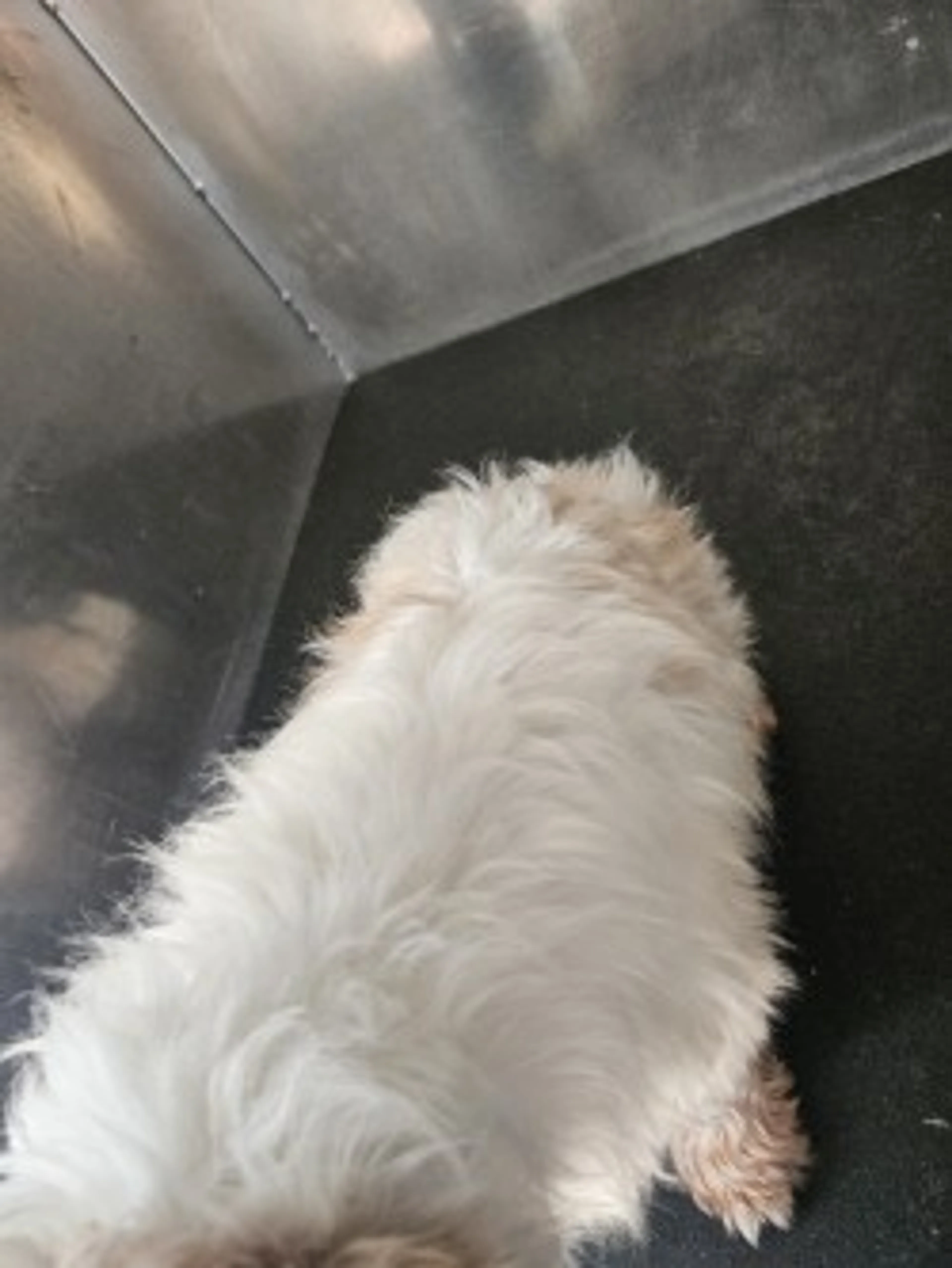 Found pet-1