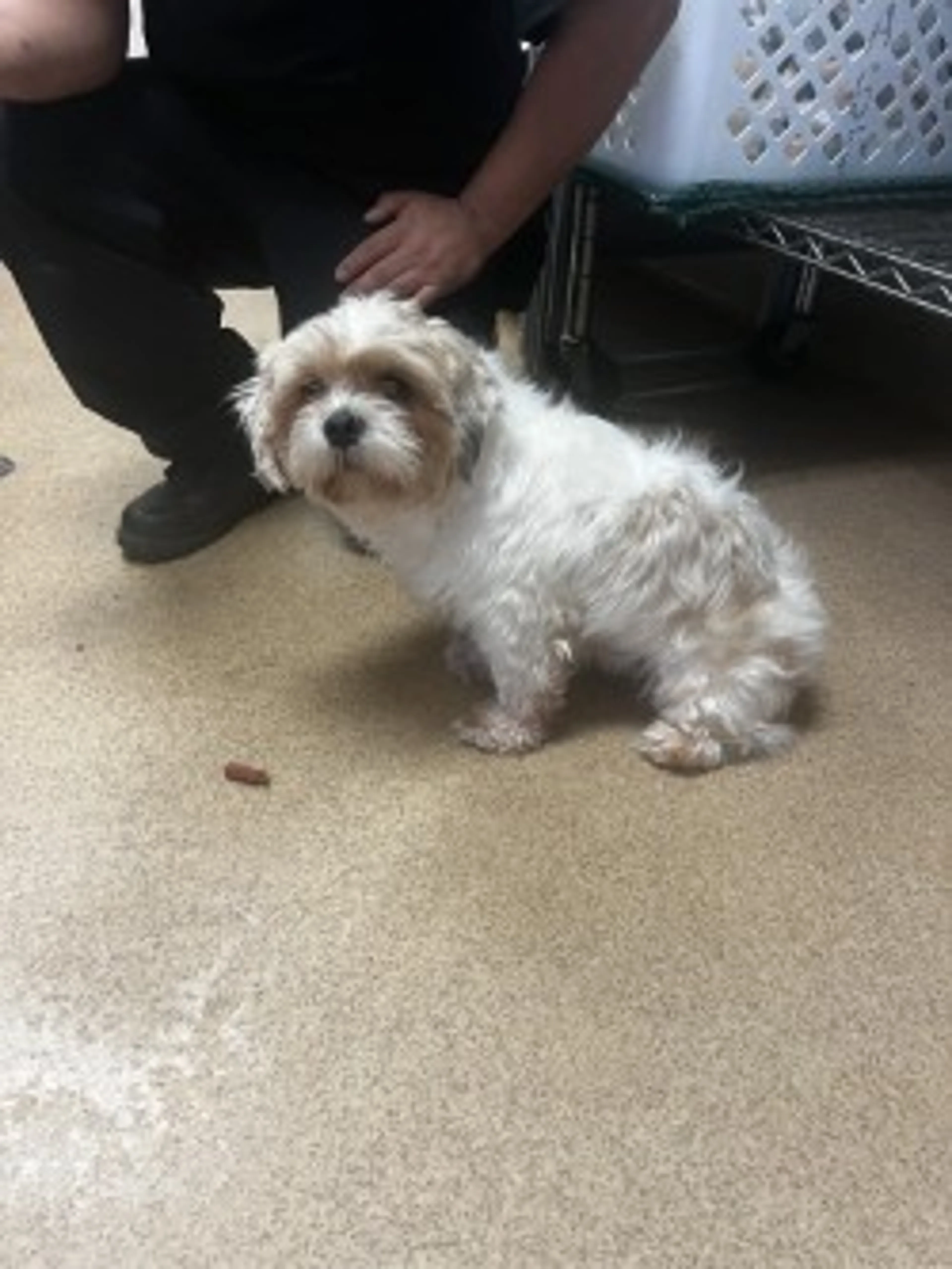 Found pet