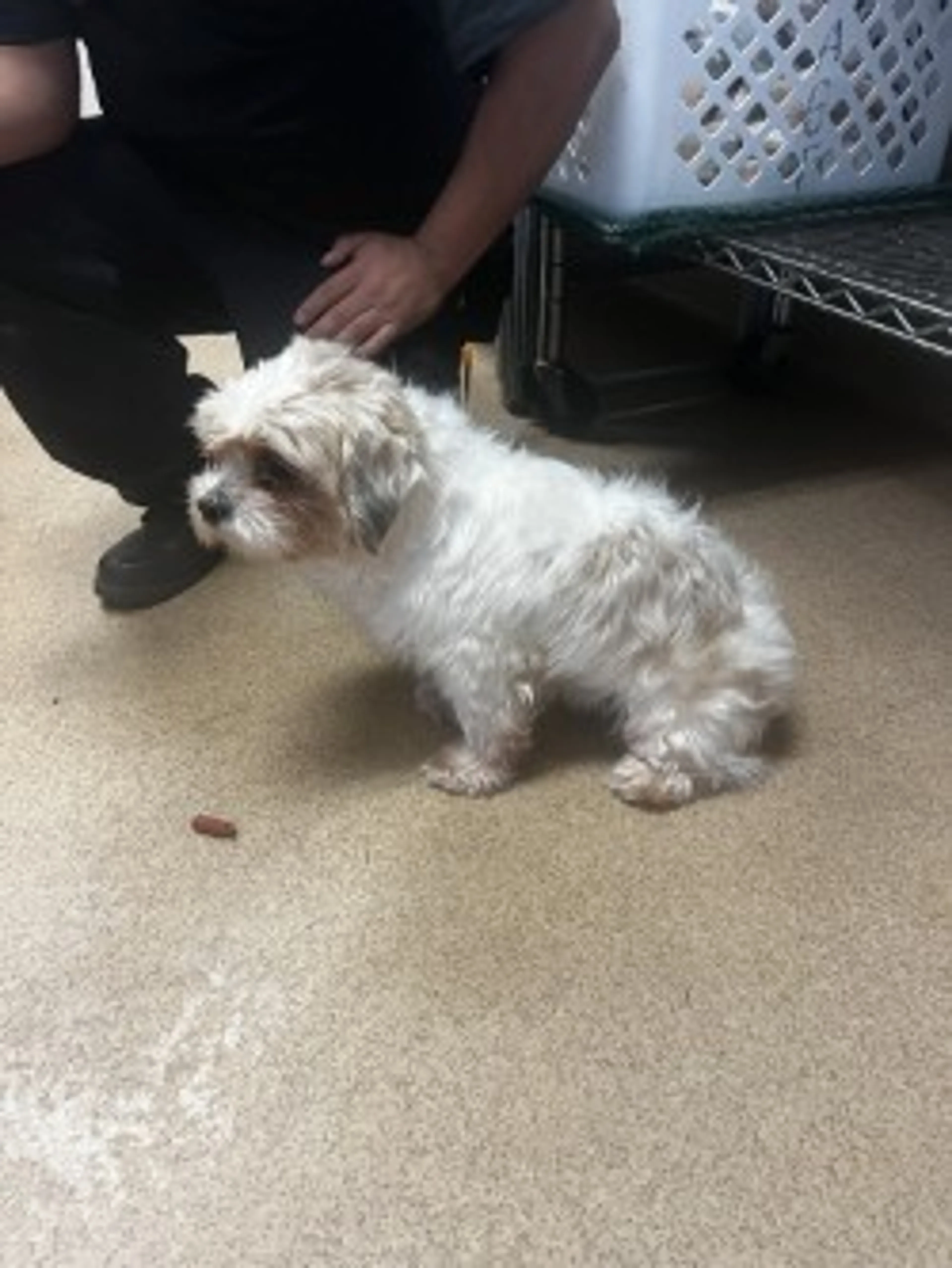Found pet-2