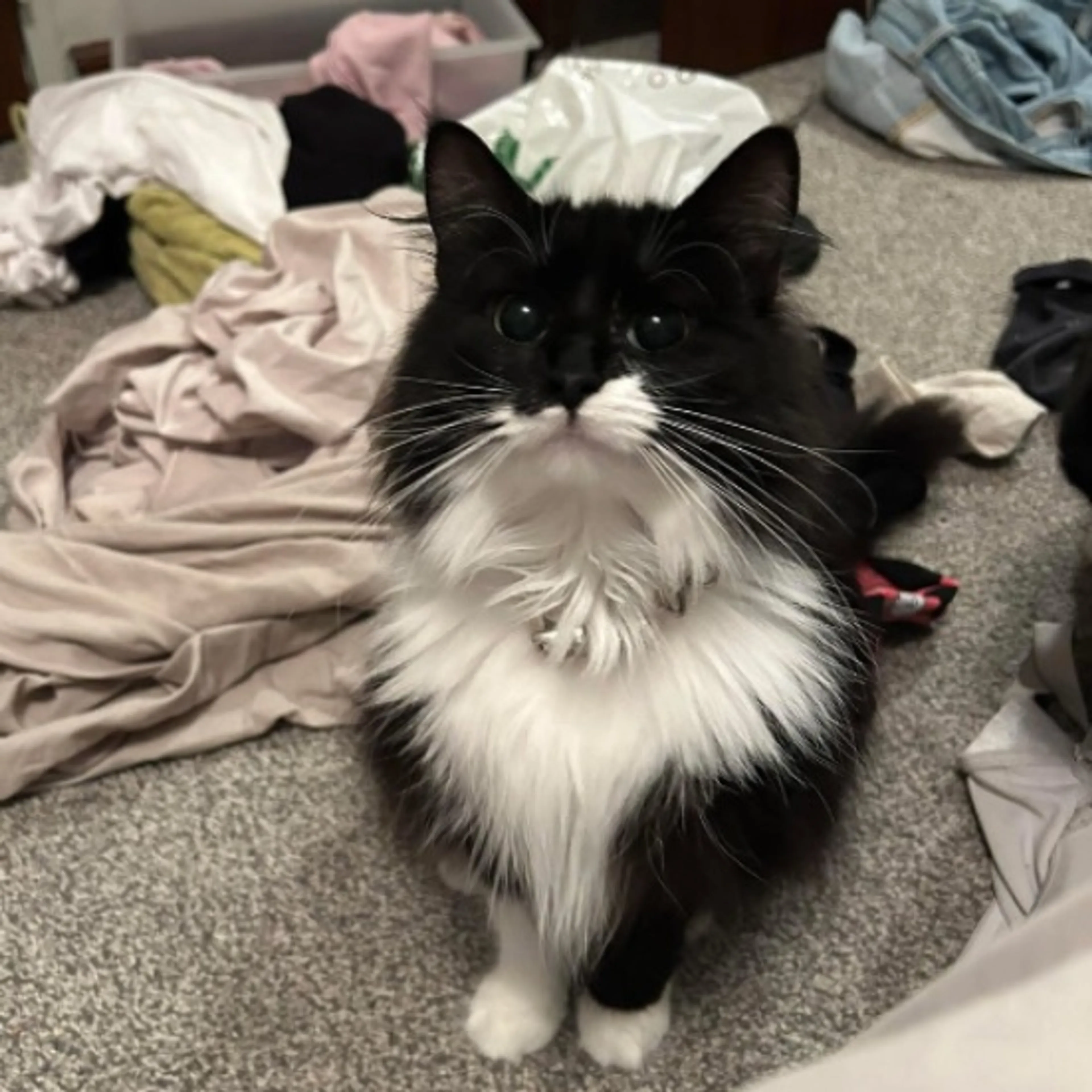 Lost pet