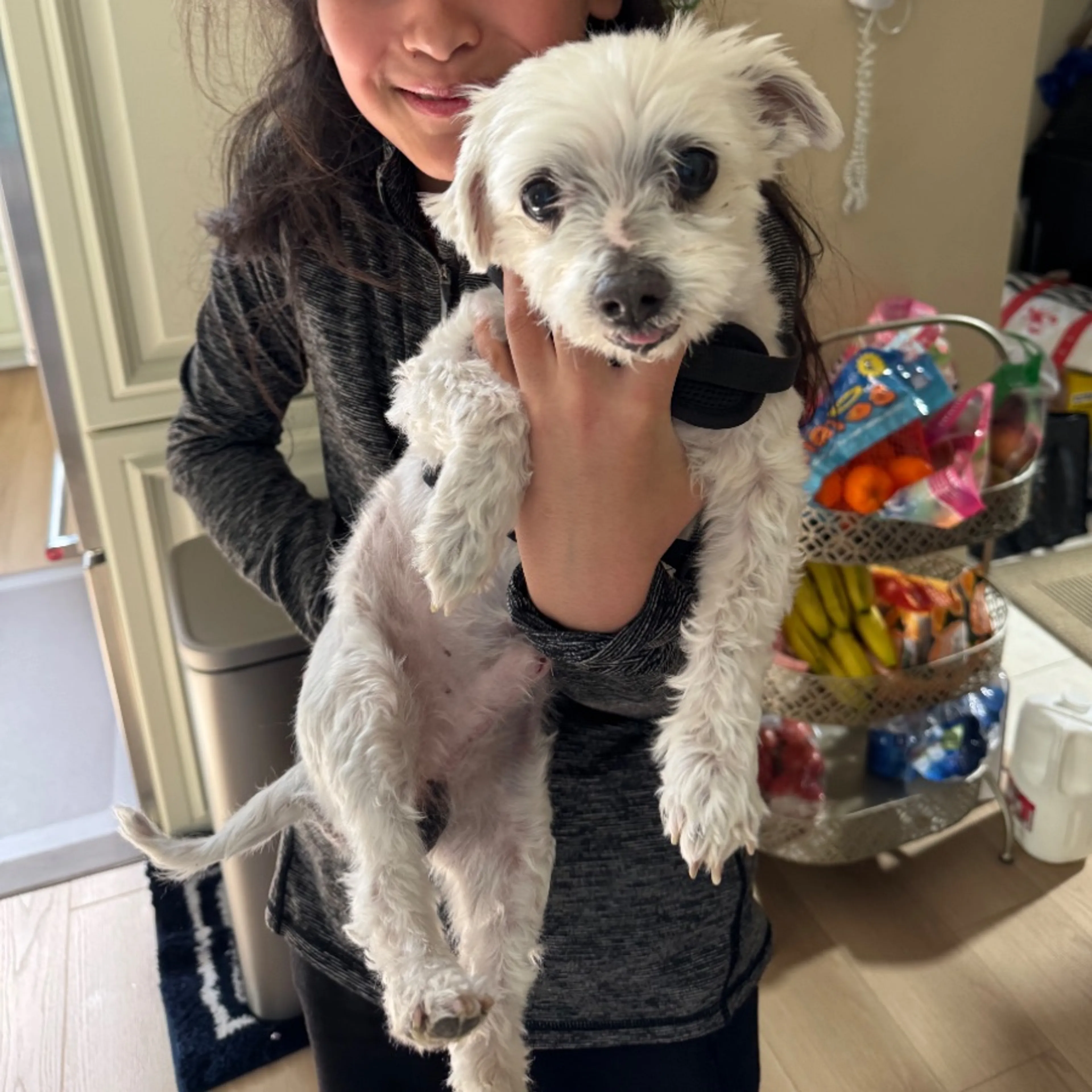 Found pet