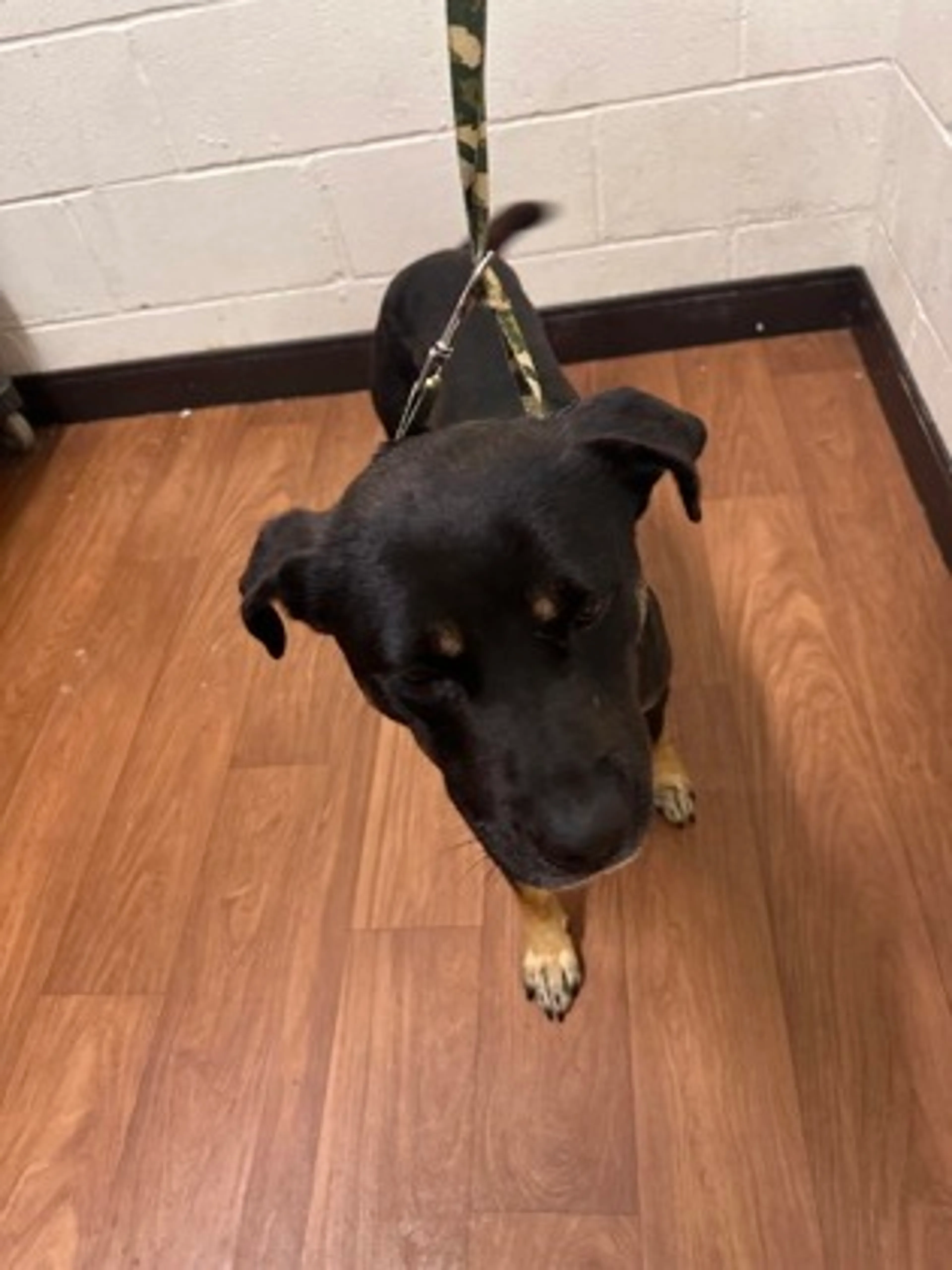 Found pet-1