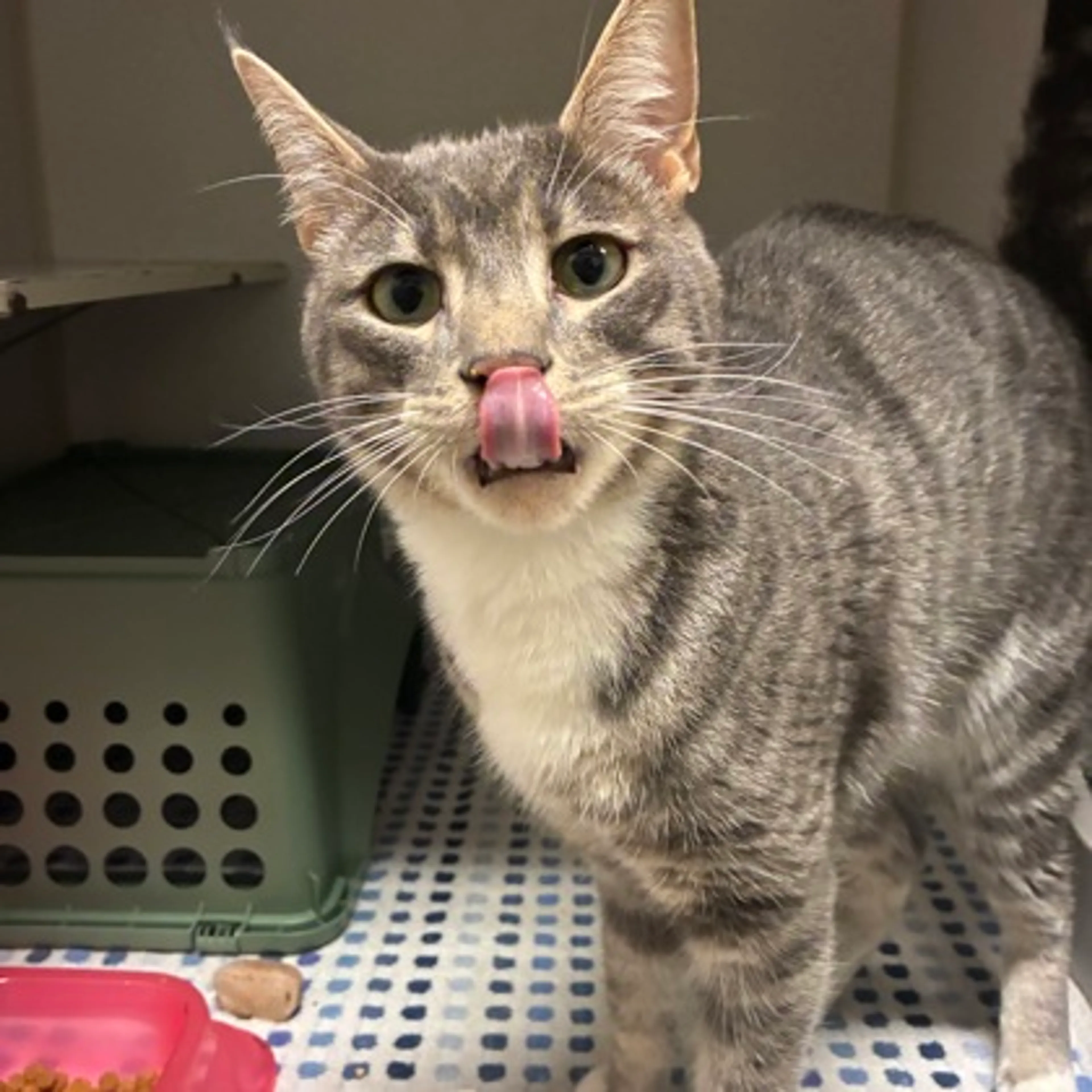 Found pet-1