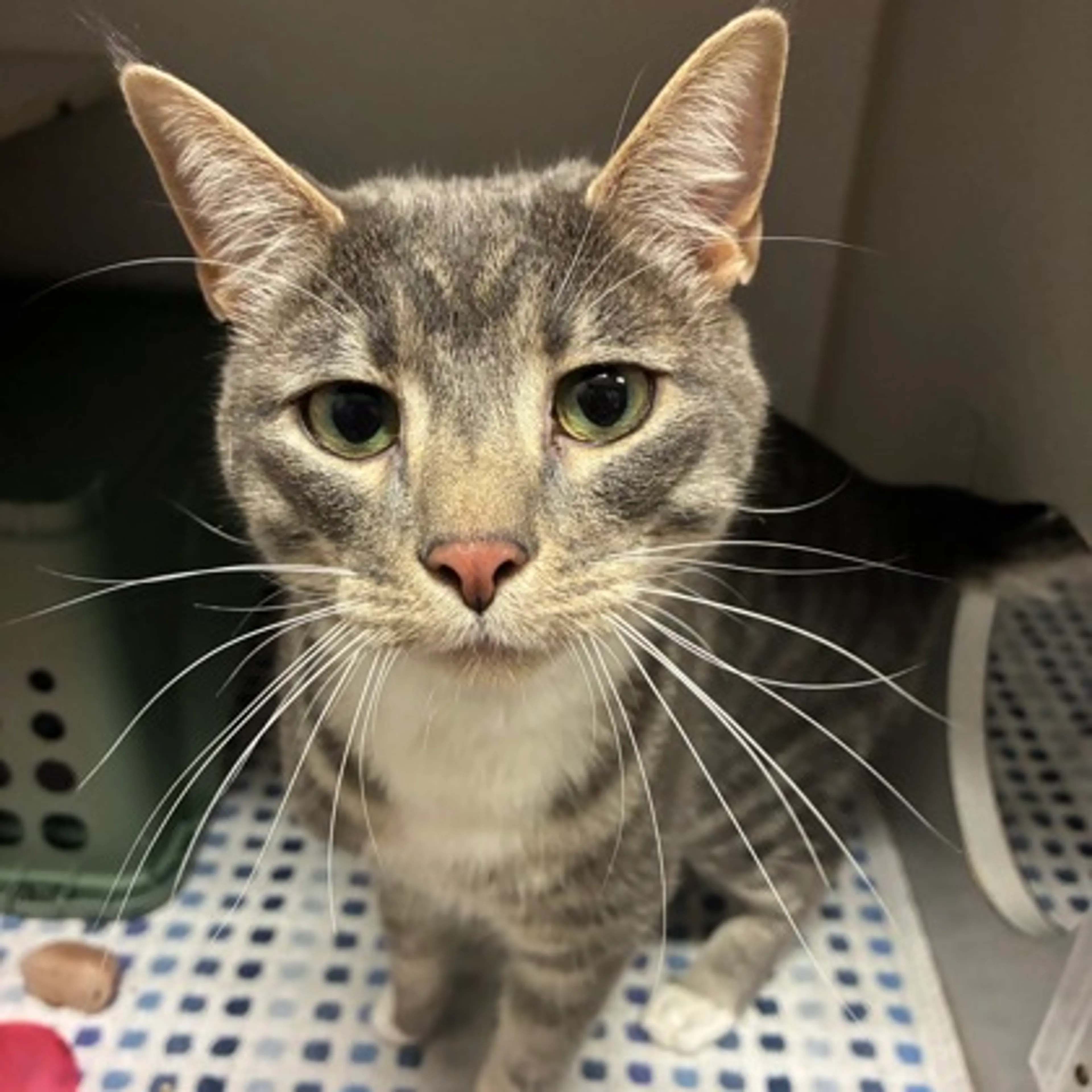 Found pet-2