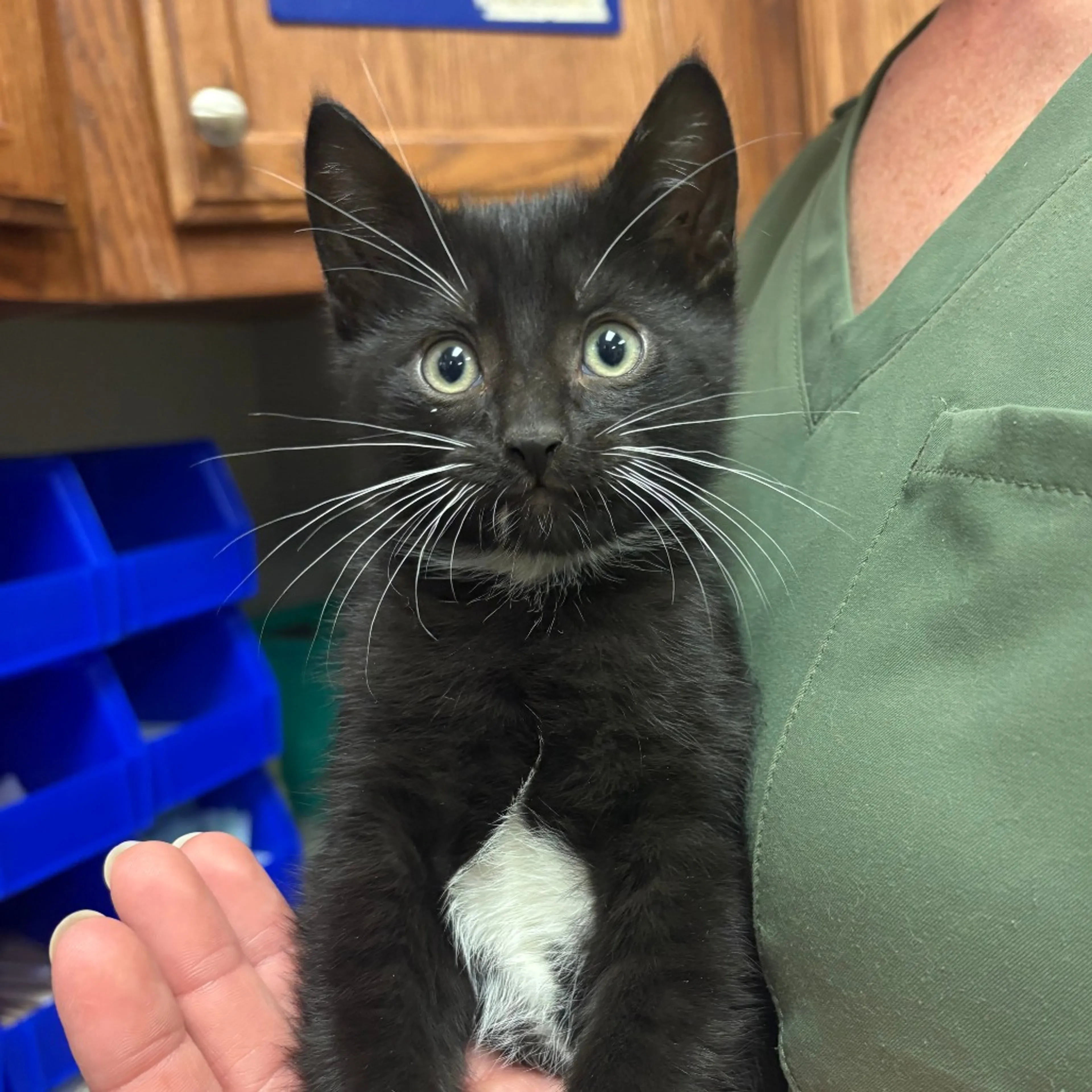 Found pet