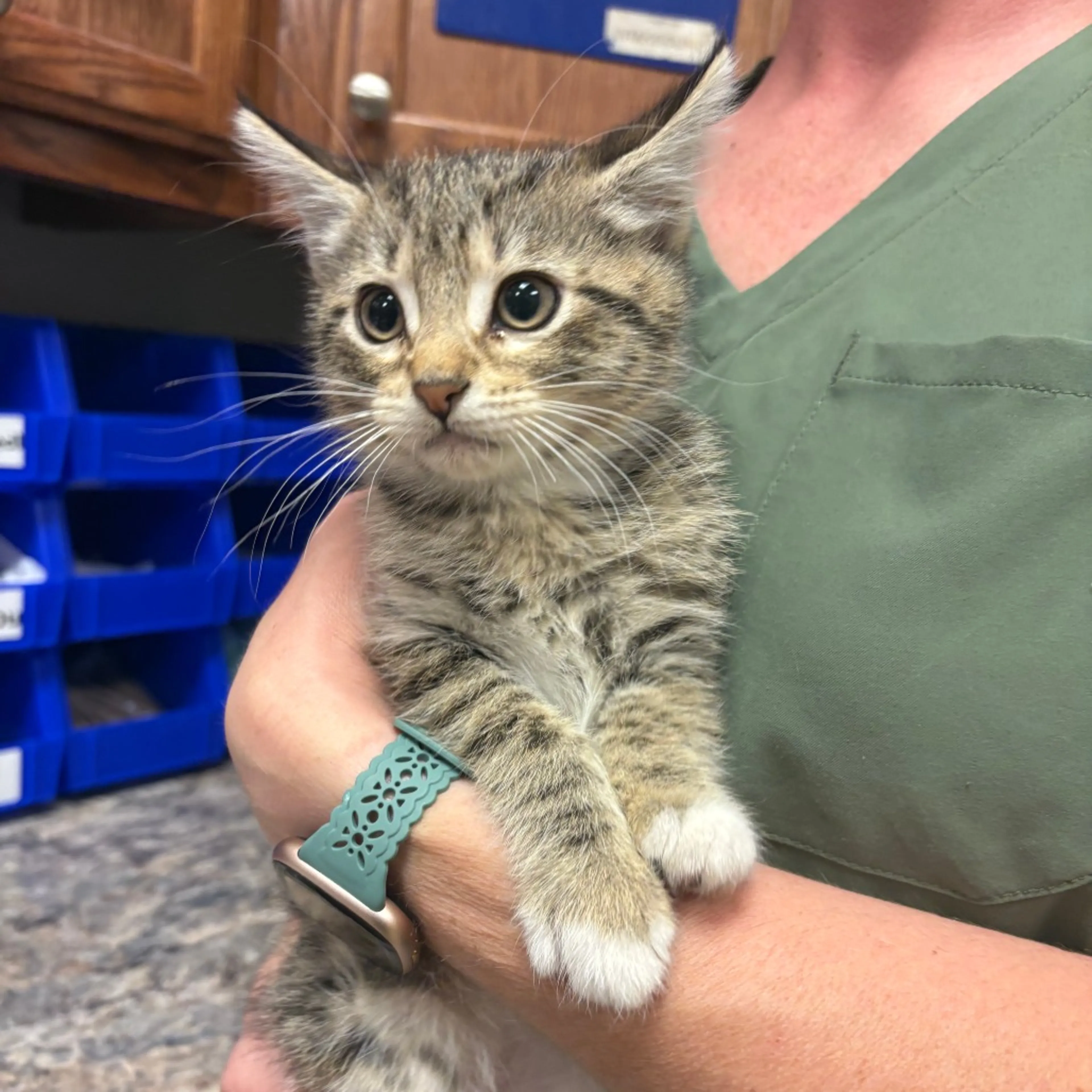 Found pet