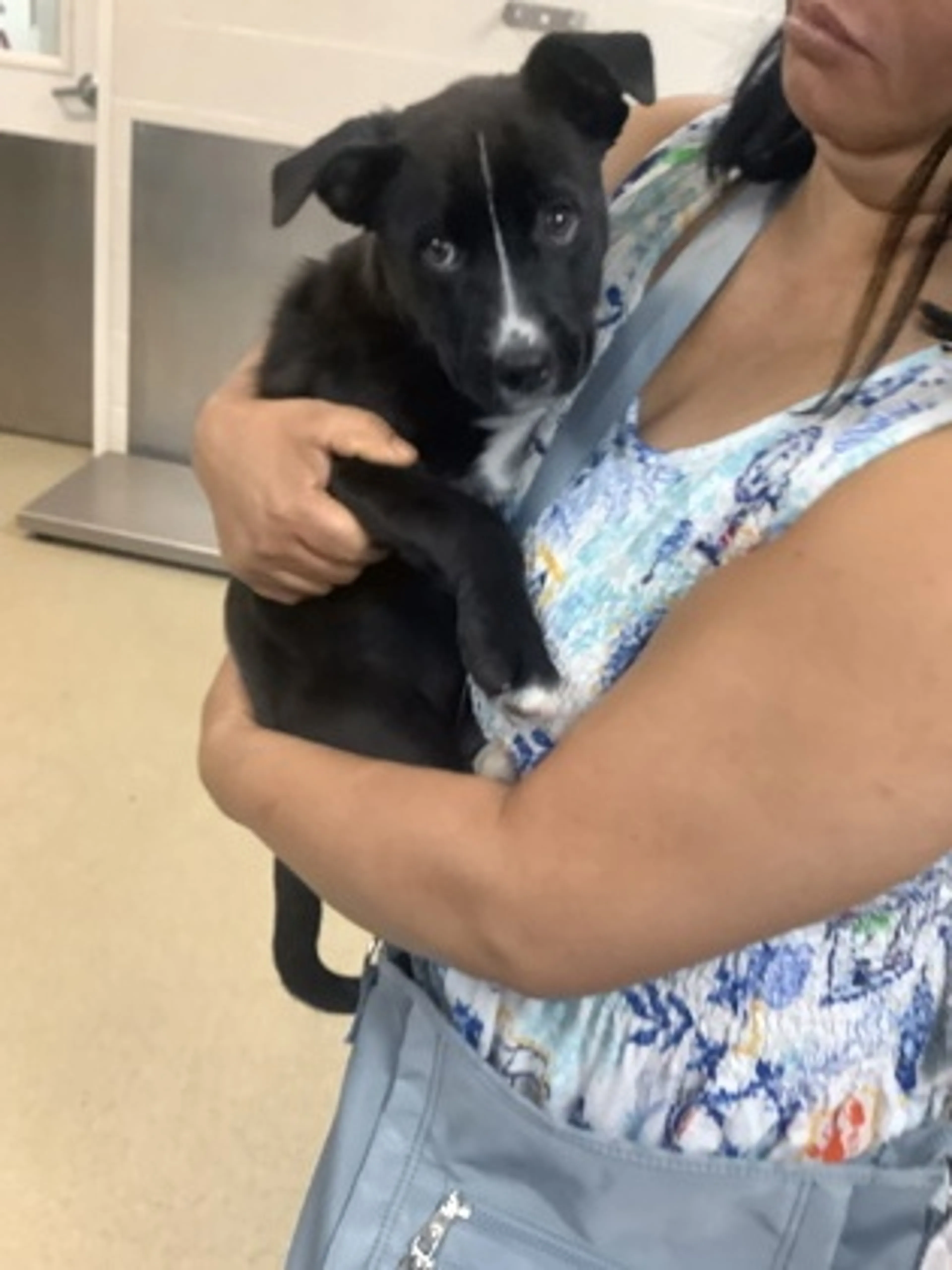 Found pet