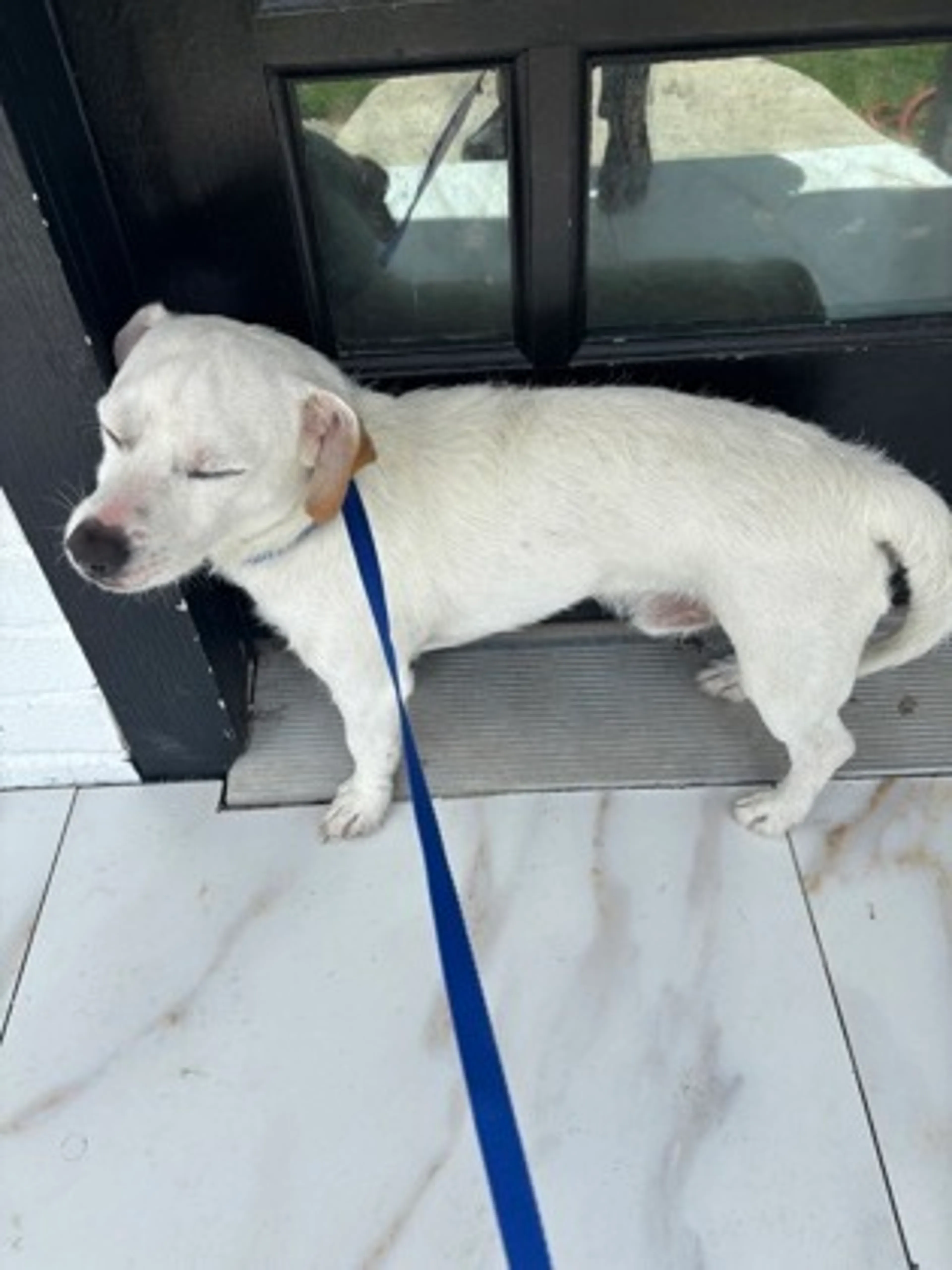 Found pet