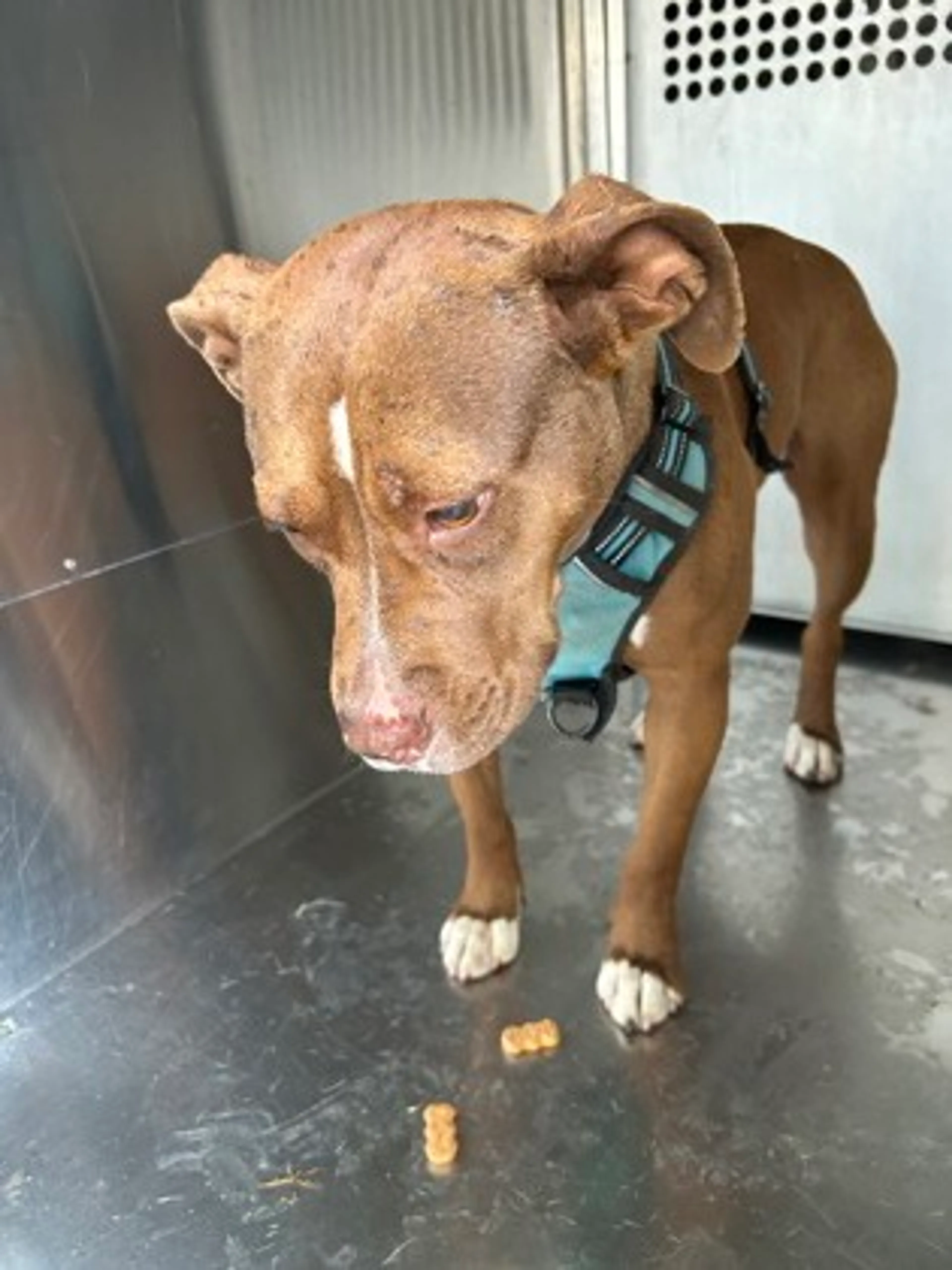 Found pet-2