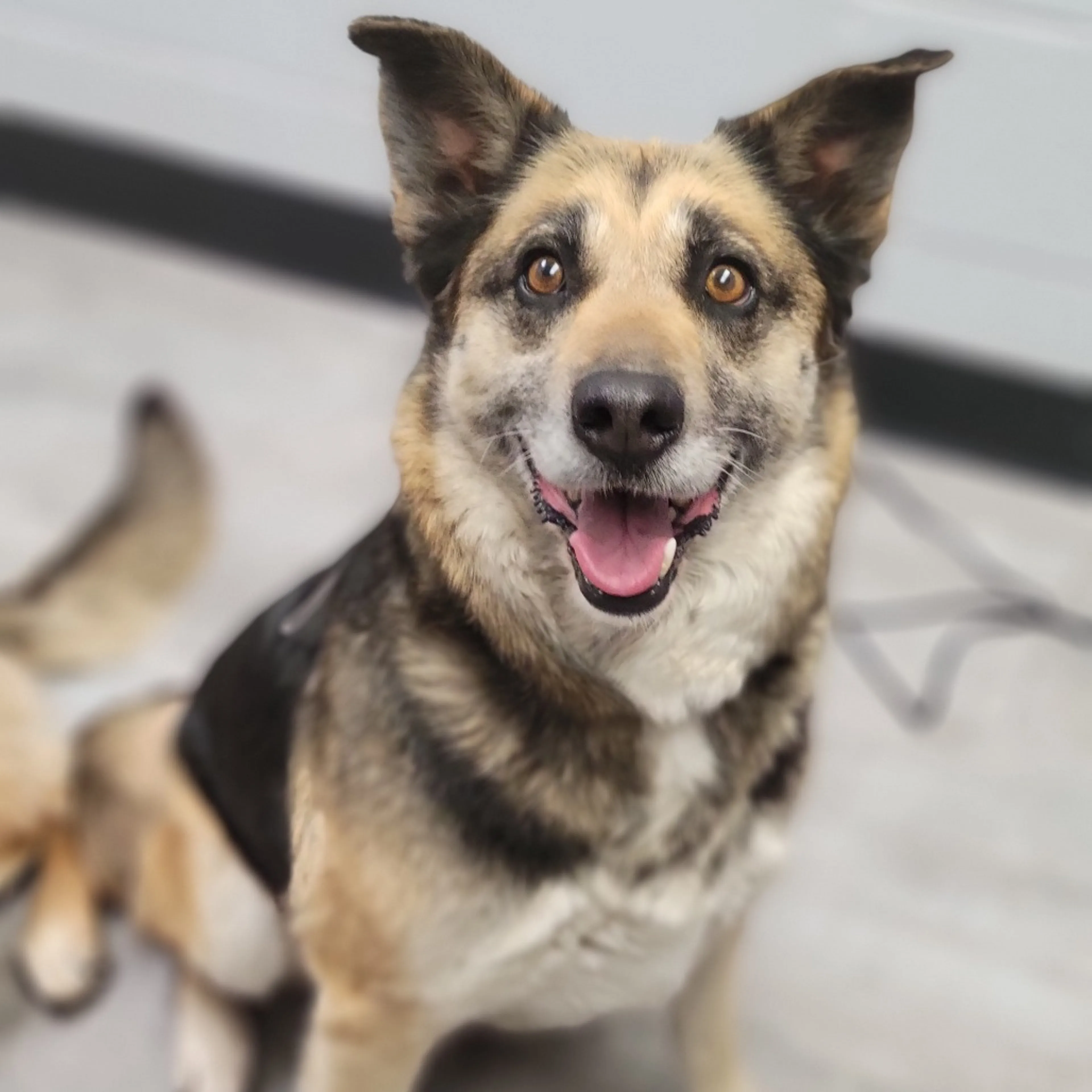Found pet-2