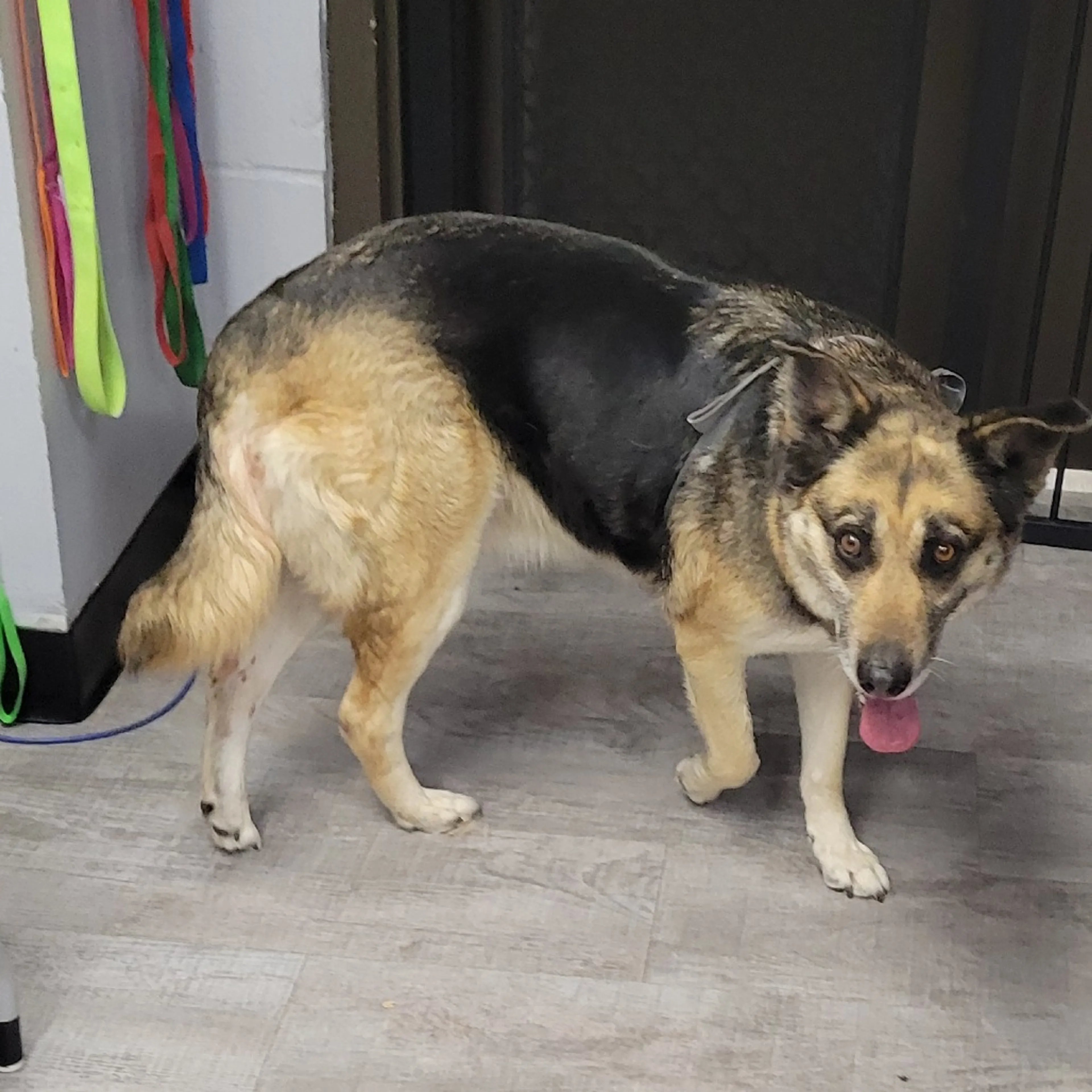 Found pet-1