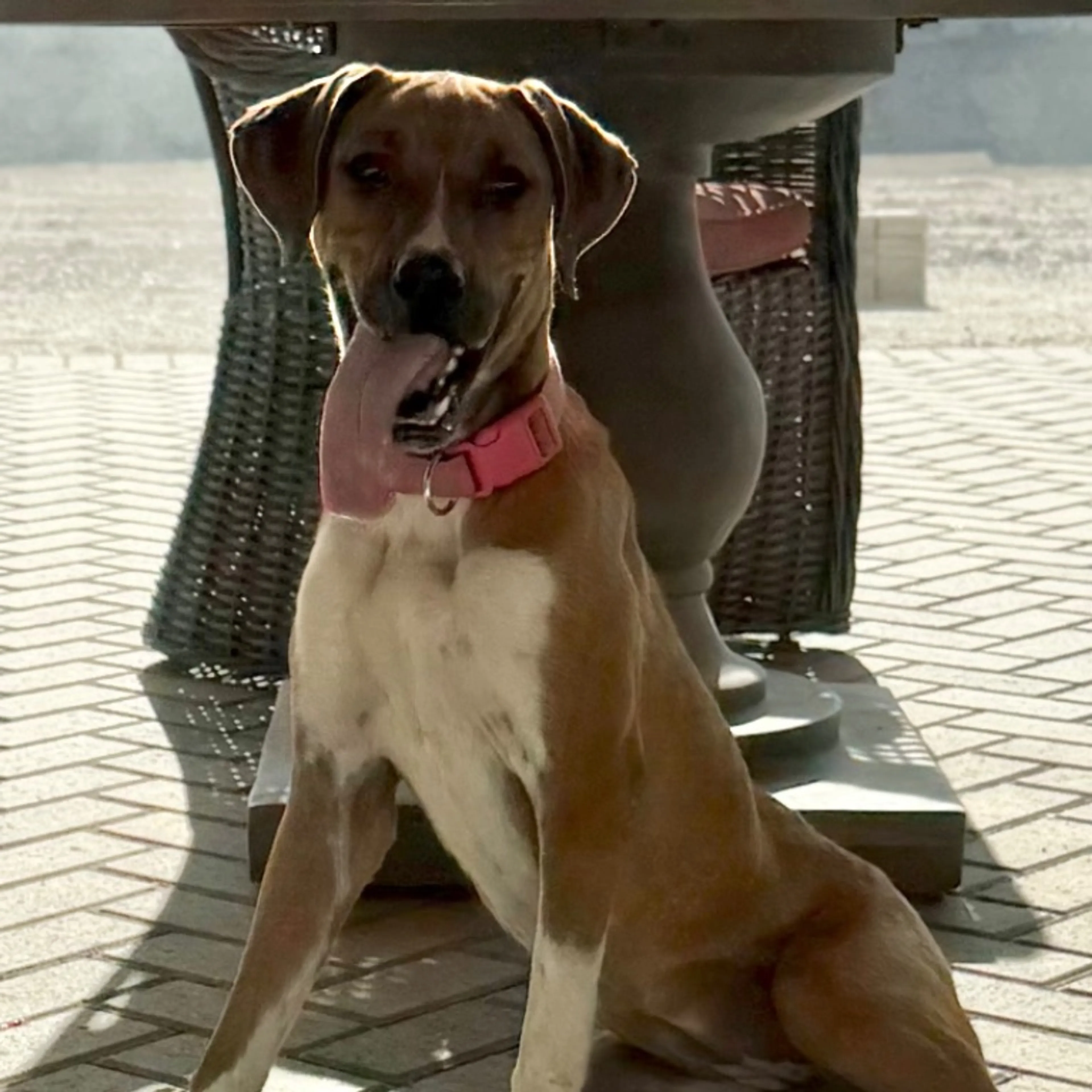 Found pet