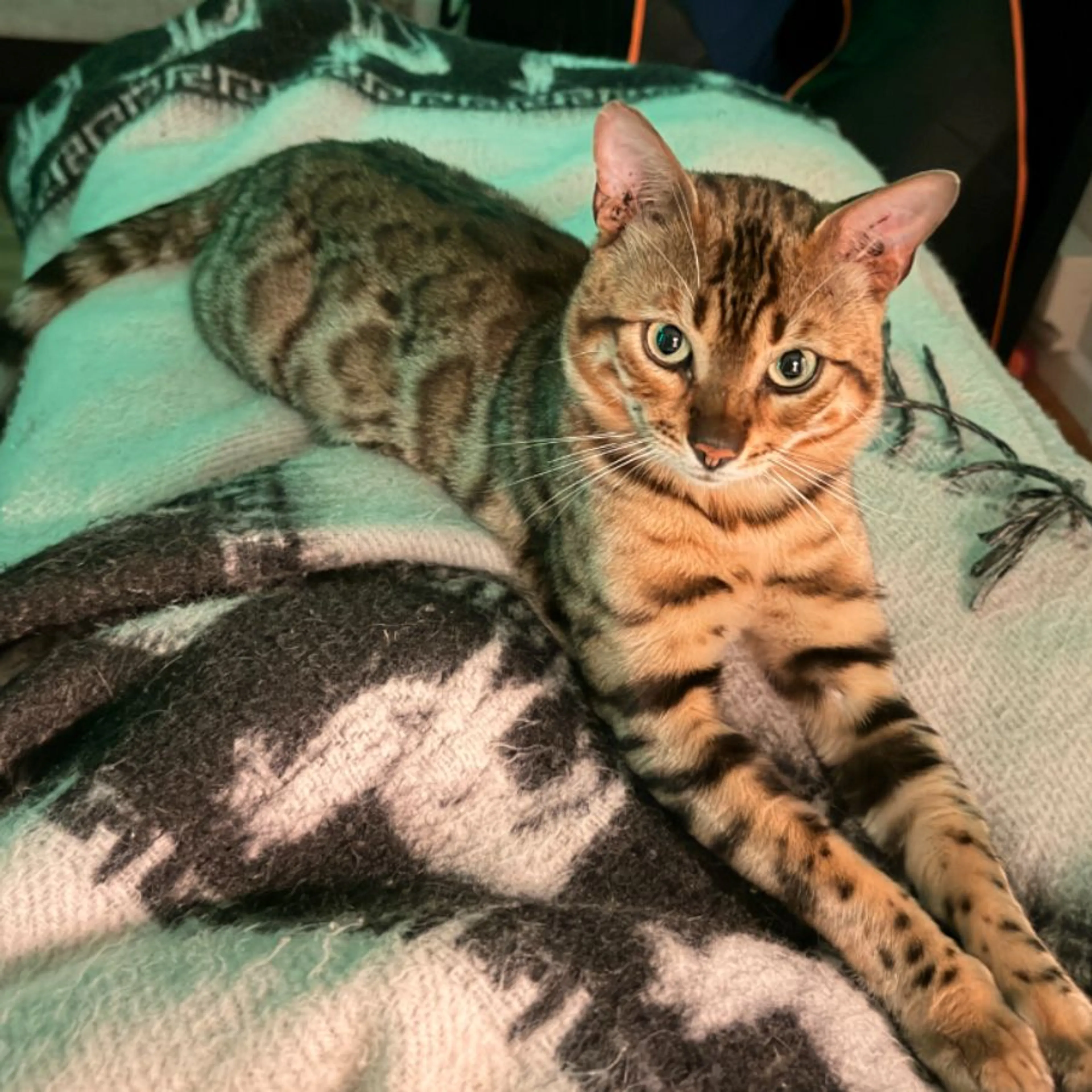 Lost pet