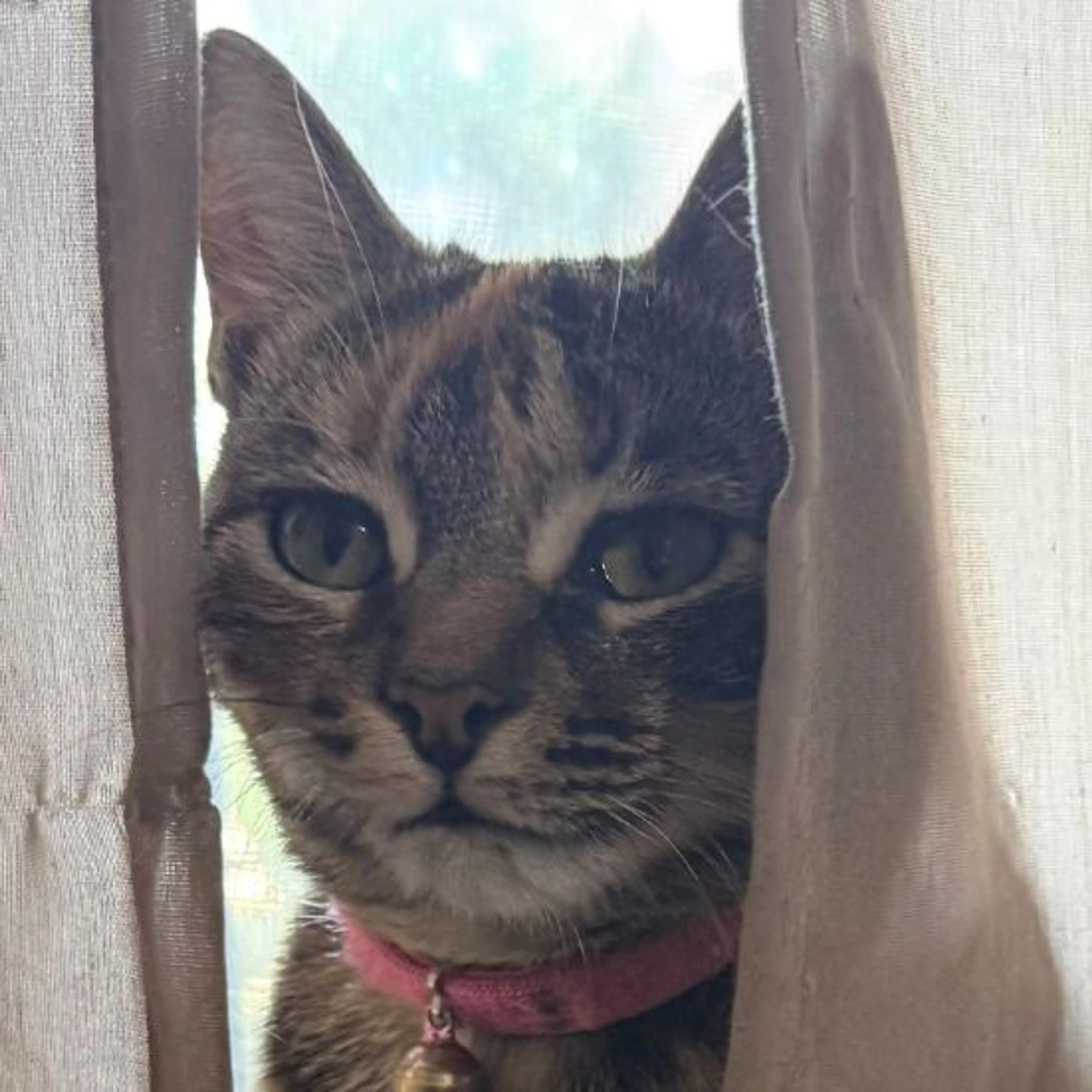 Lost pet