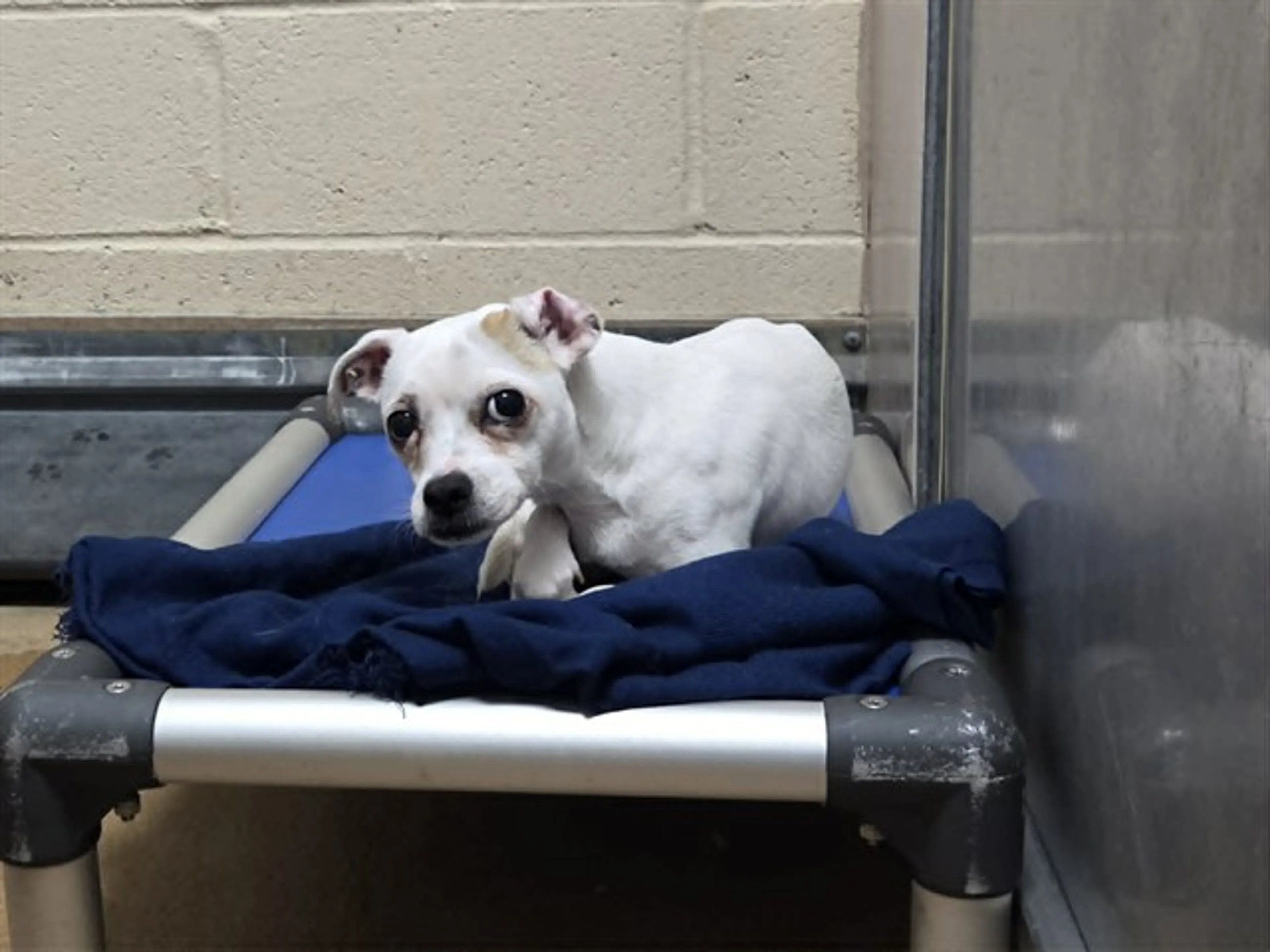 Found pet