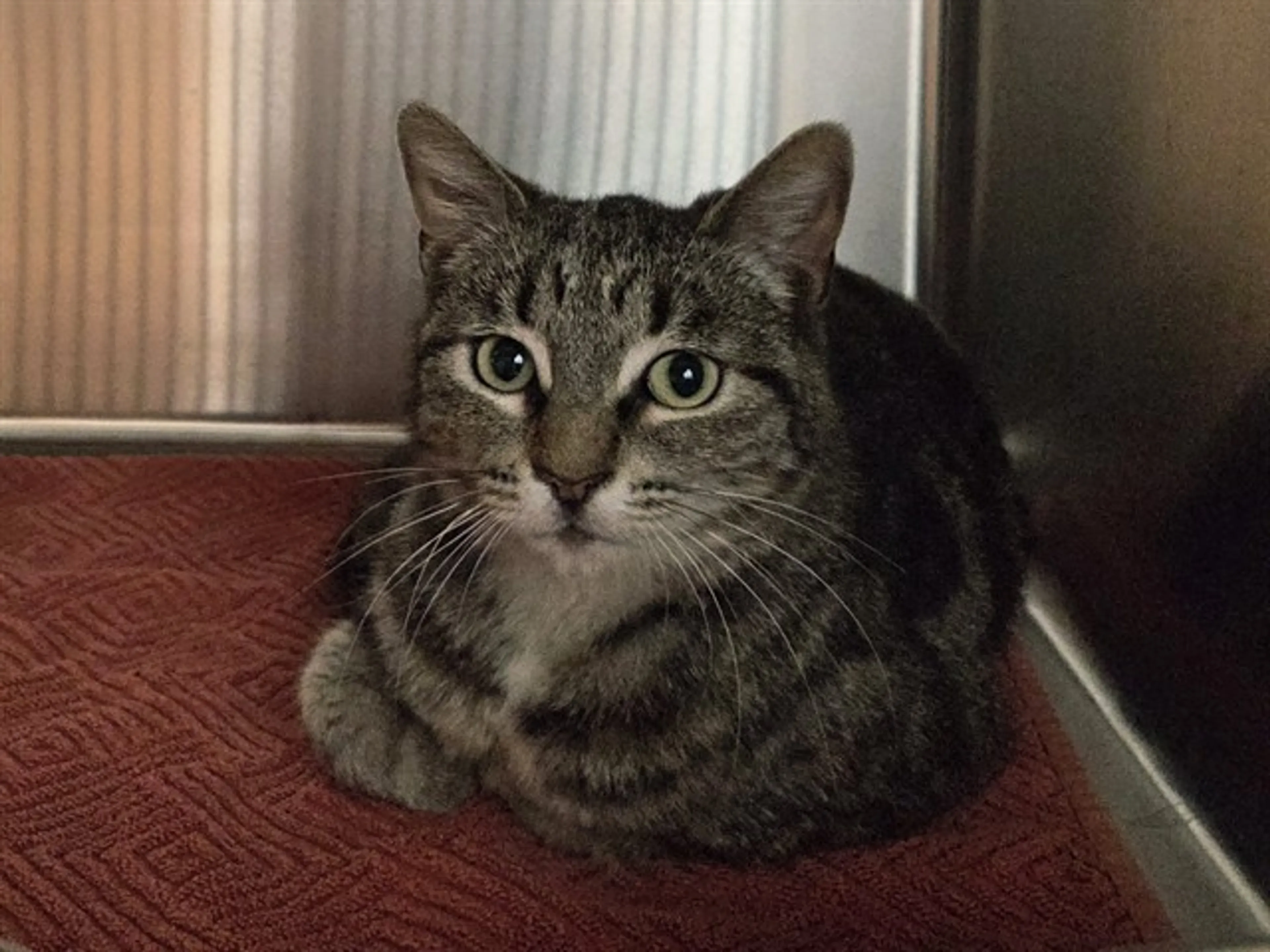 Found pet