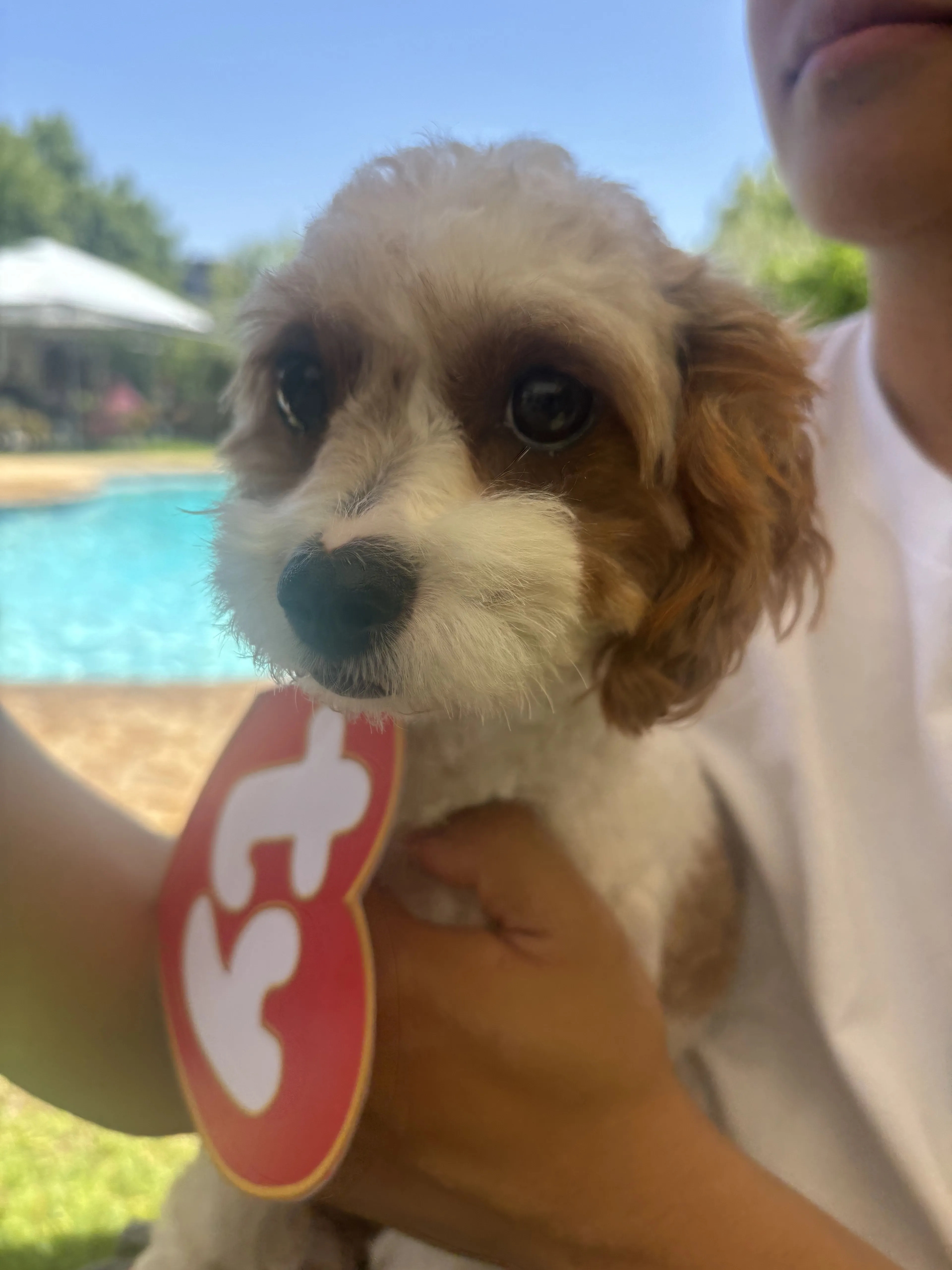 Lost pet