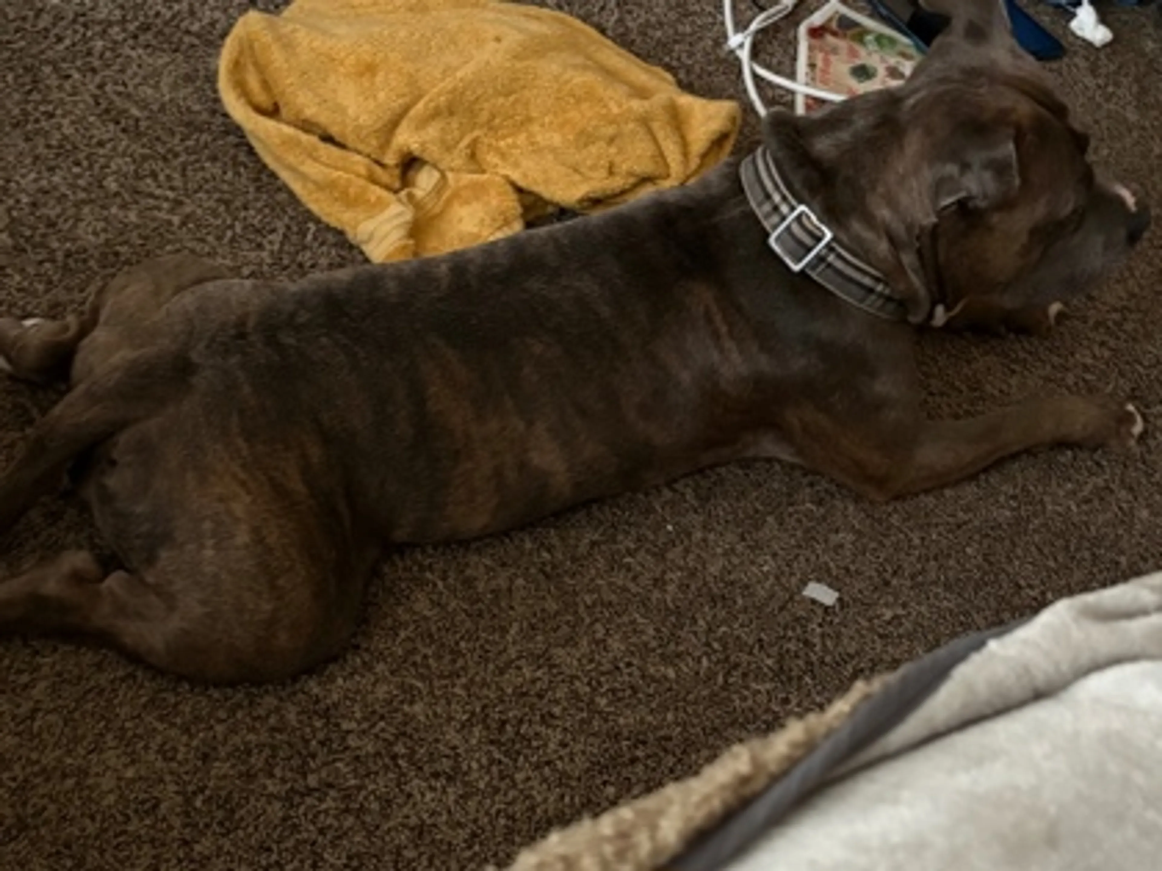 Found pet-2