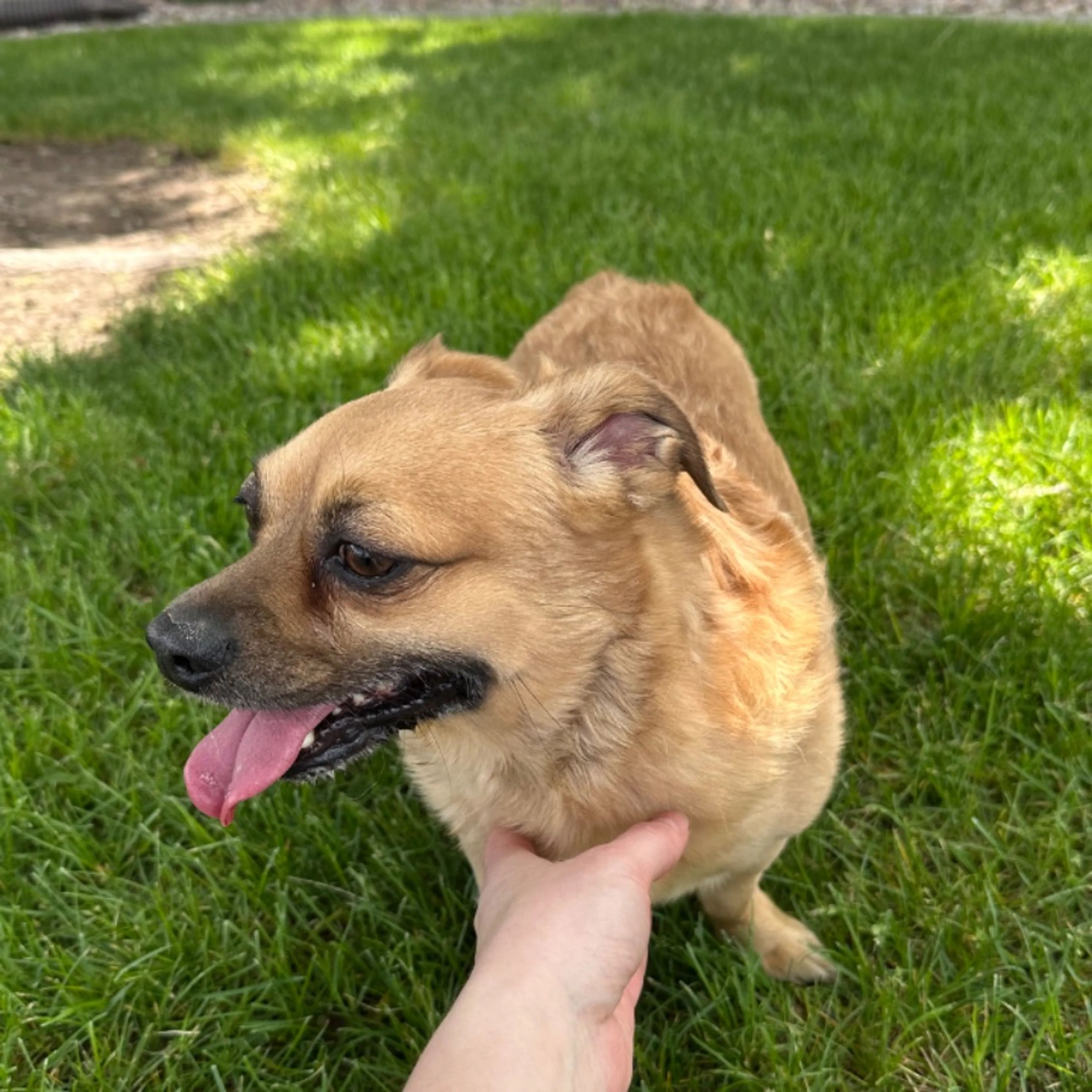 Found pet