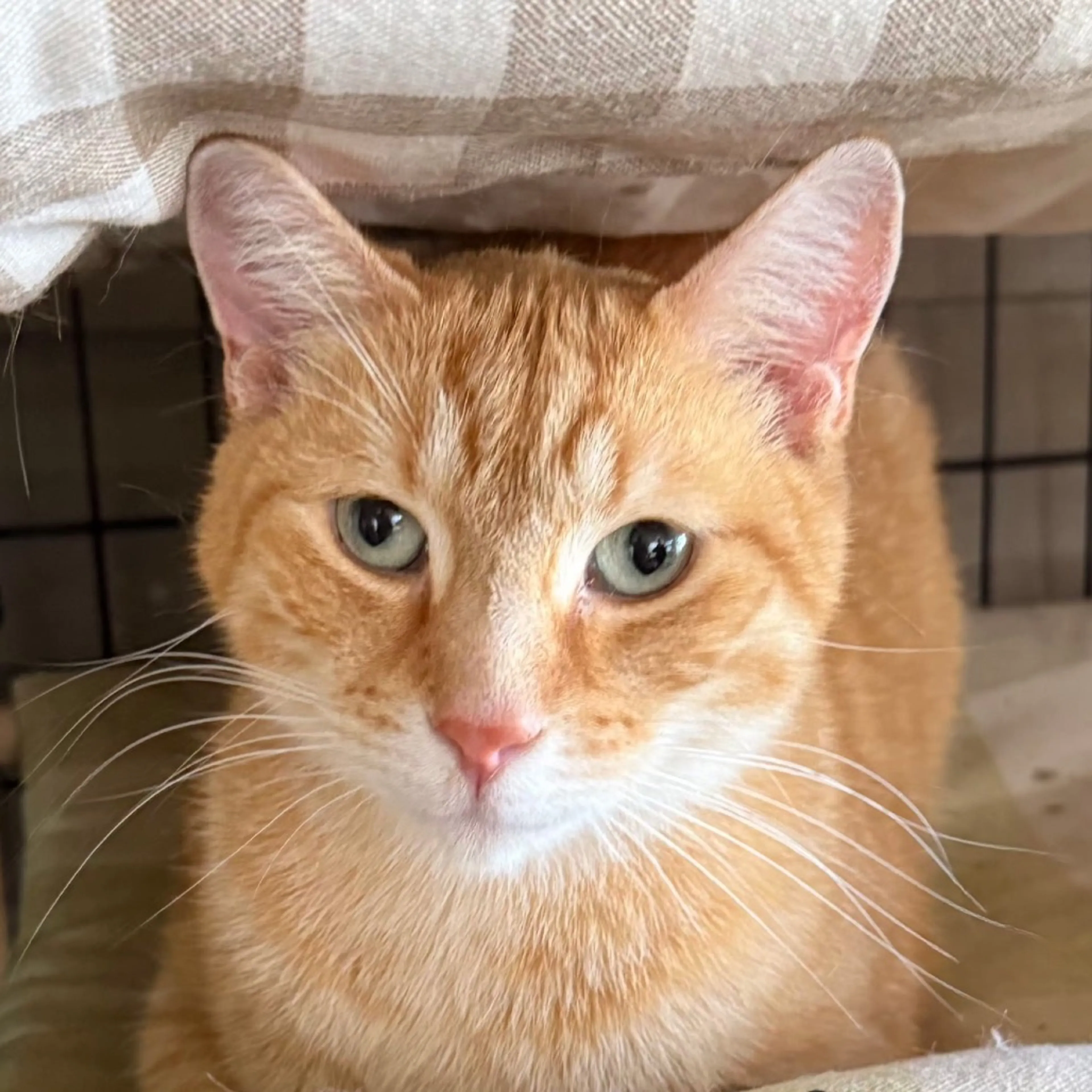 Found pet