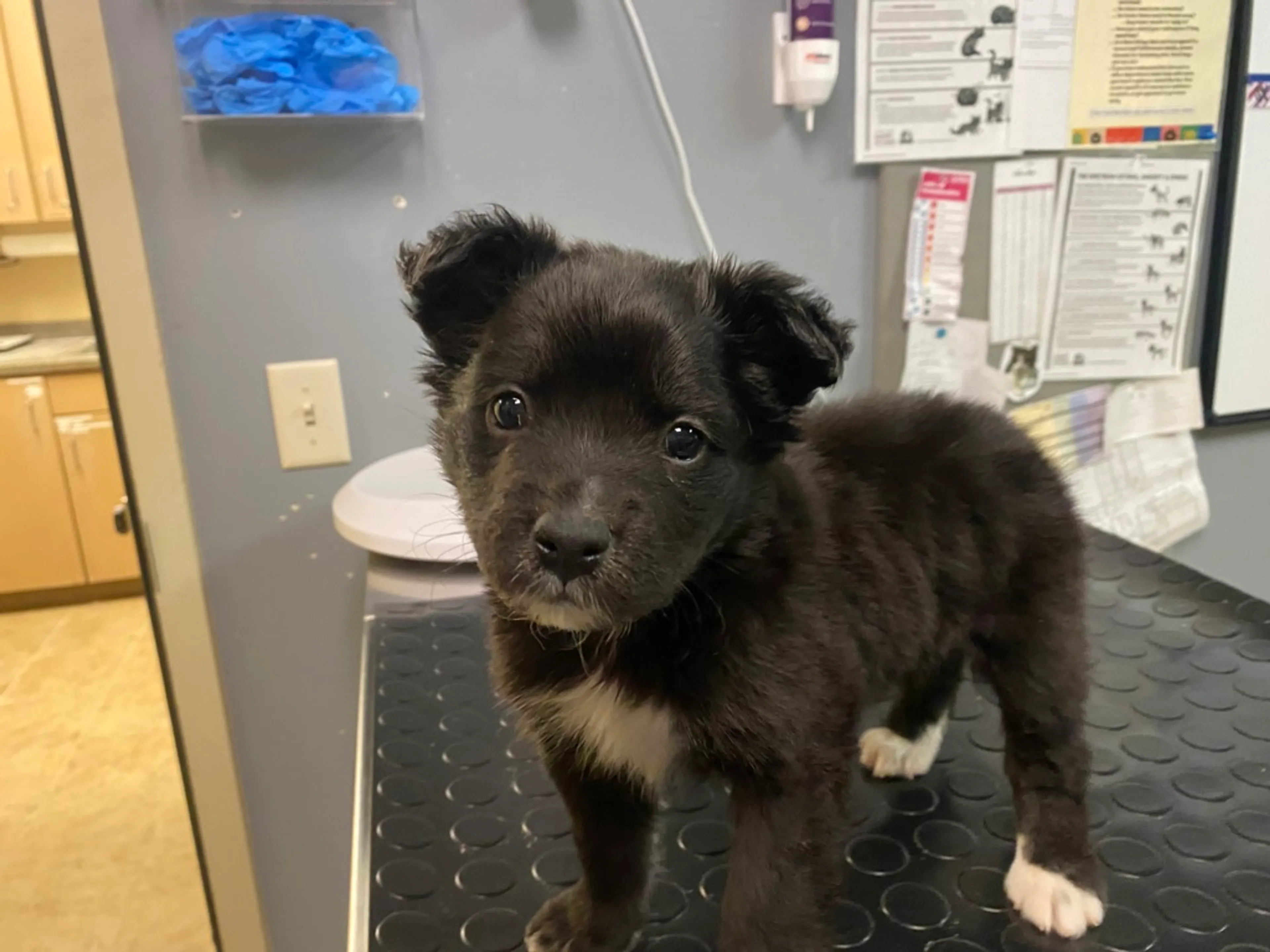 Found pet