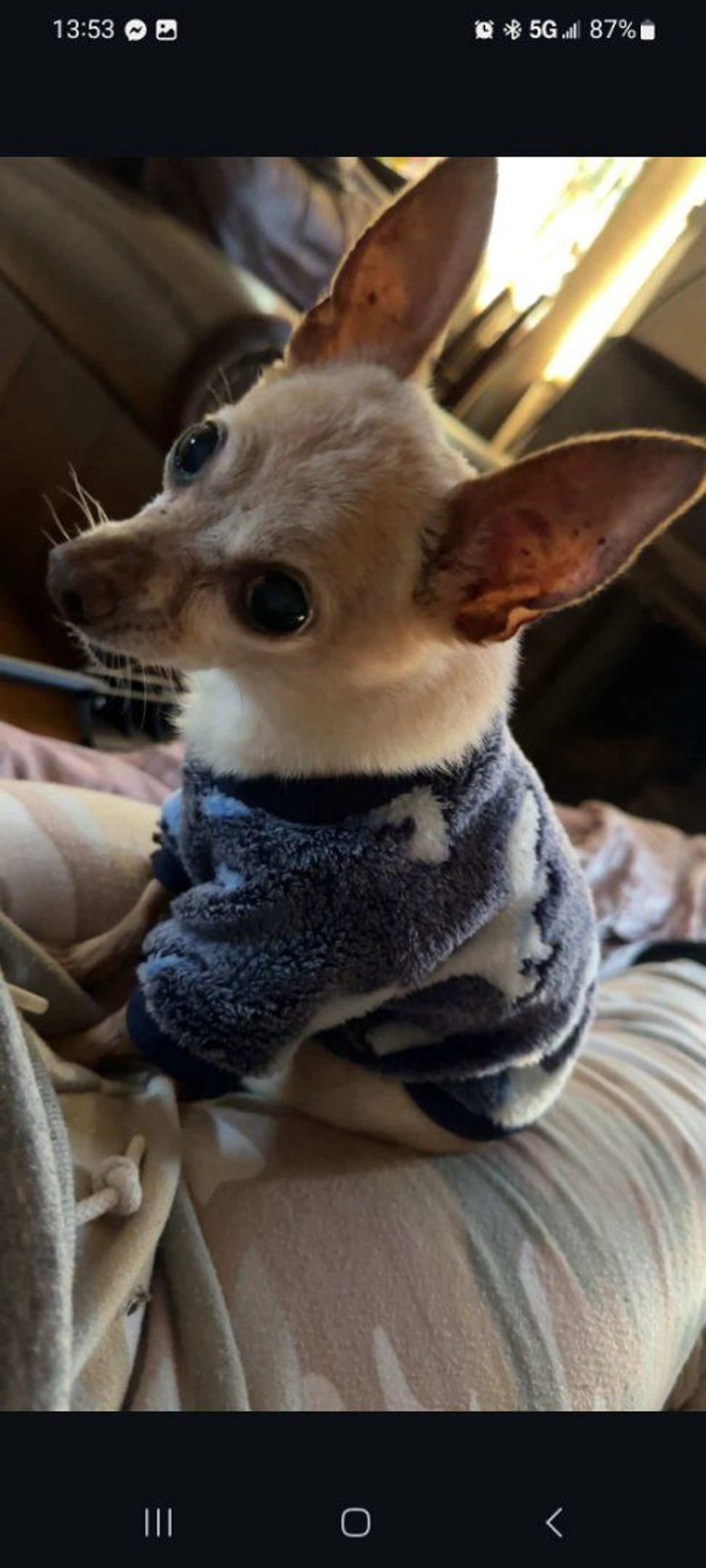 Lost pet-1