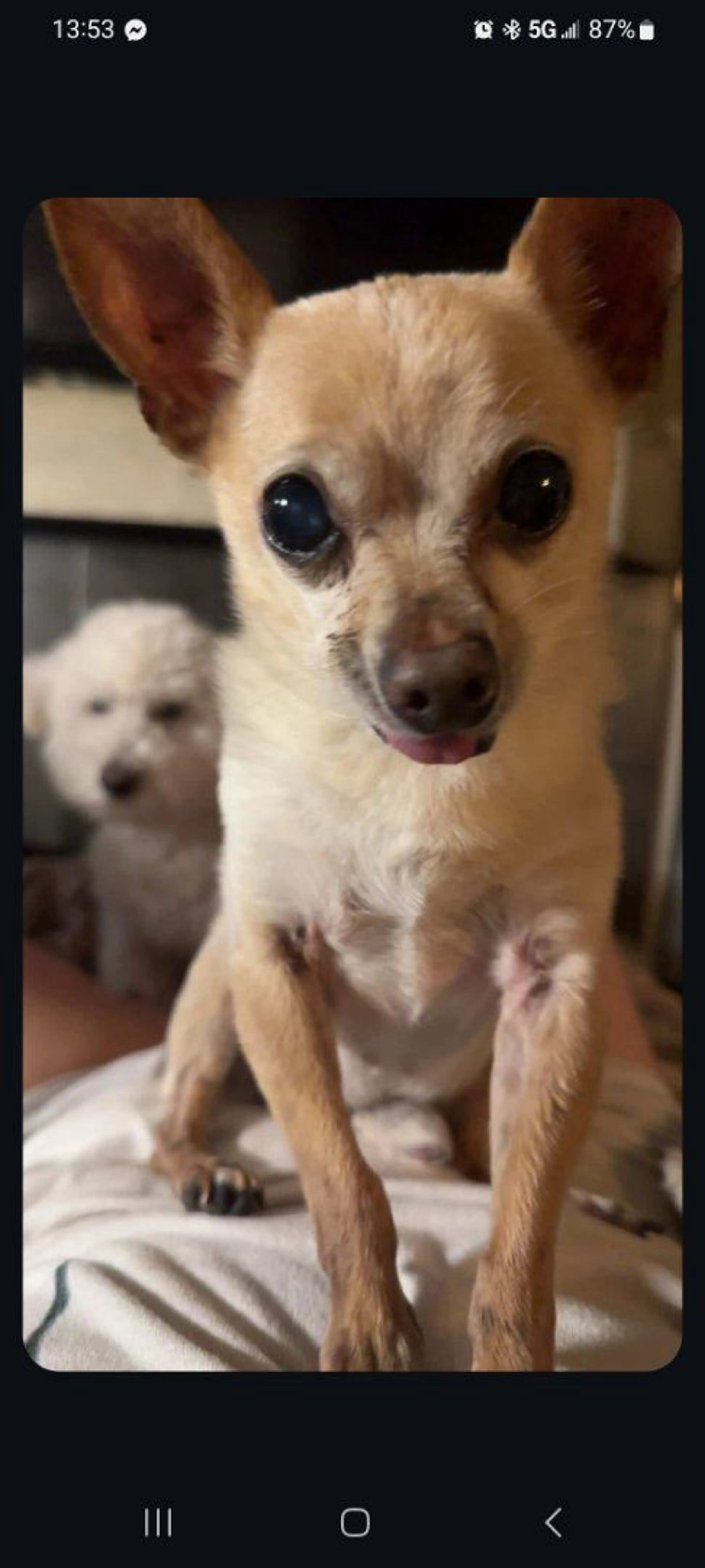 Lost pet-0